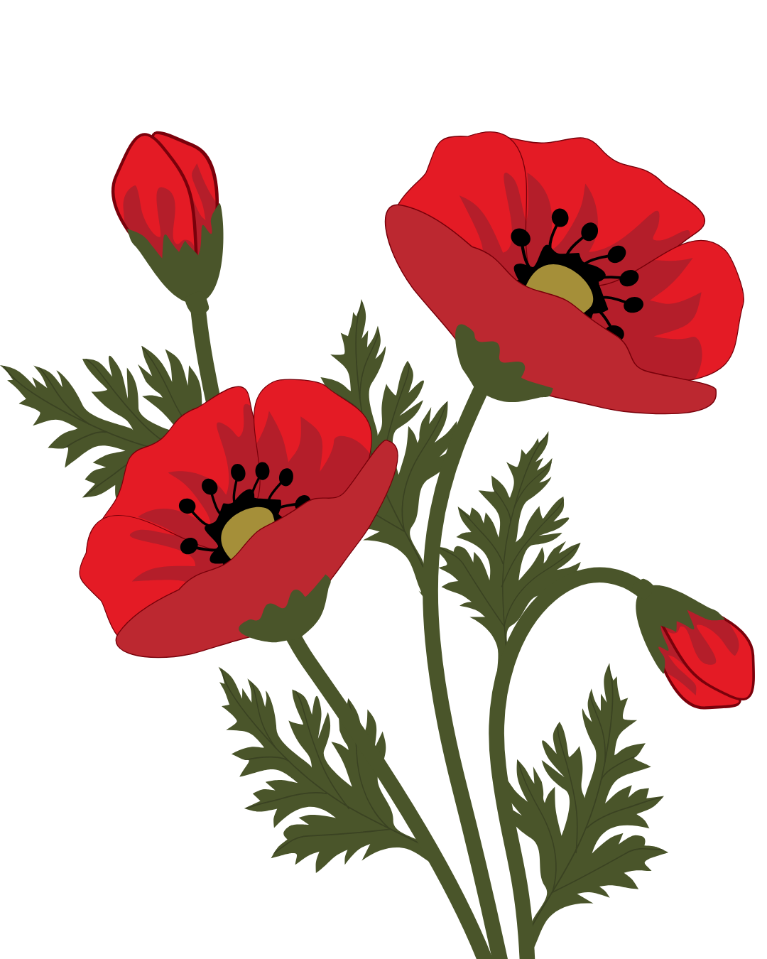 Illustration of red poppy flowers with green leaves.