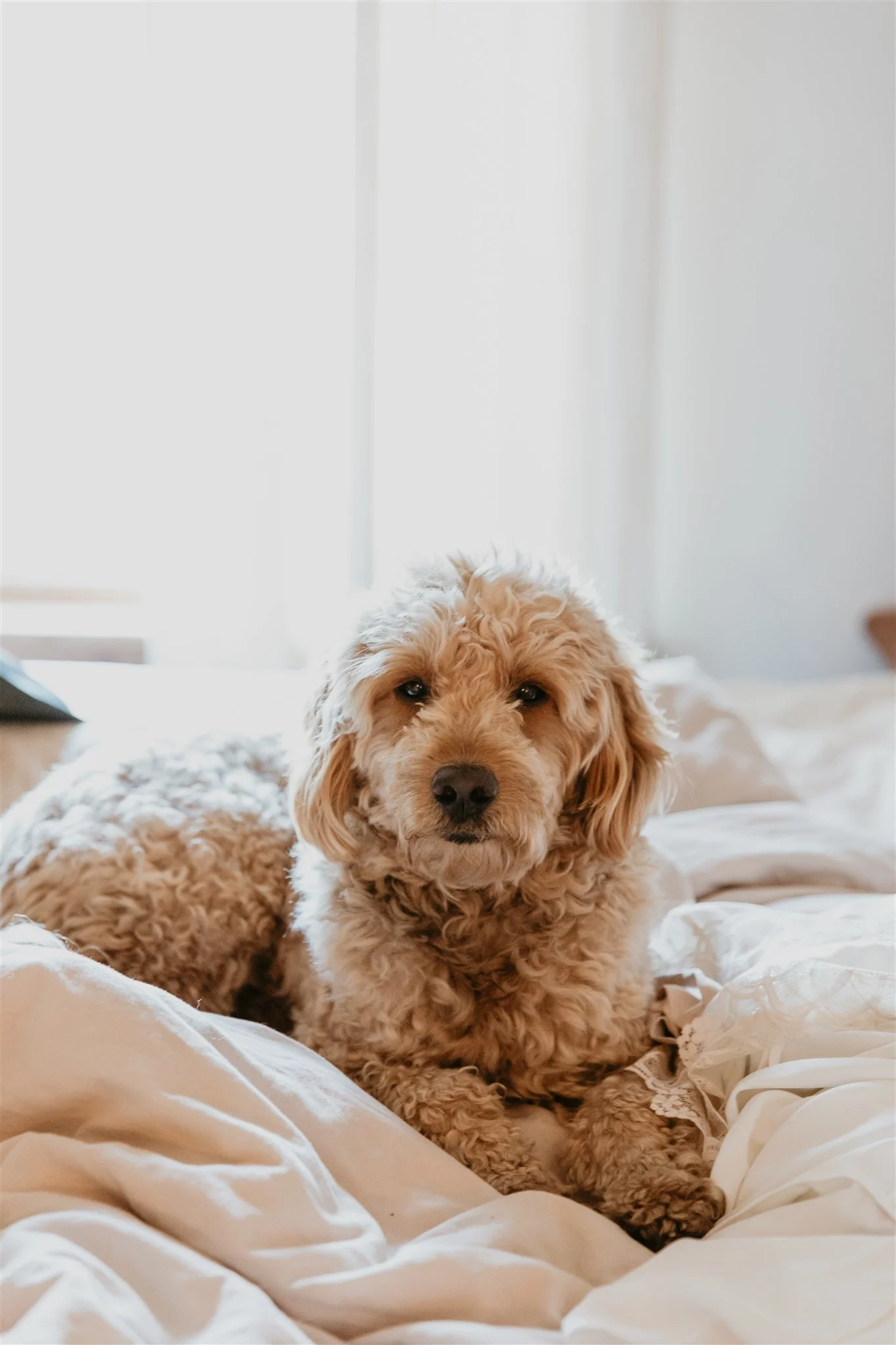 A curly-coated, light brown dog lying on a bed with white sheets, looking at the camera with a relaxed expression.