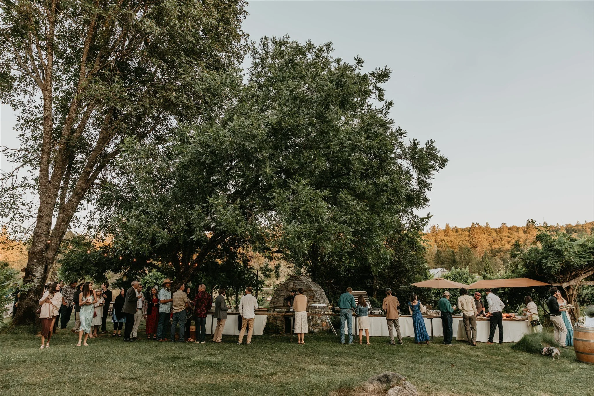 People standing in line at an outdoor food or buffet station under a large tree during sunset with mountains in the background.