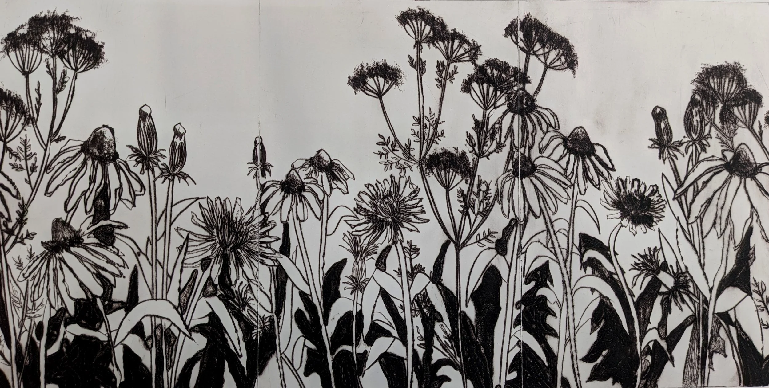Achillea millefolium