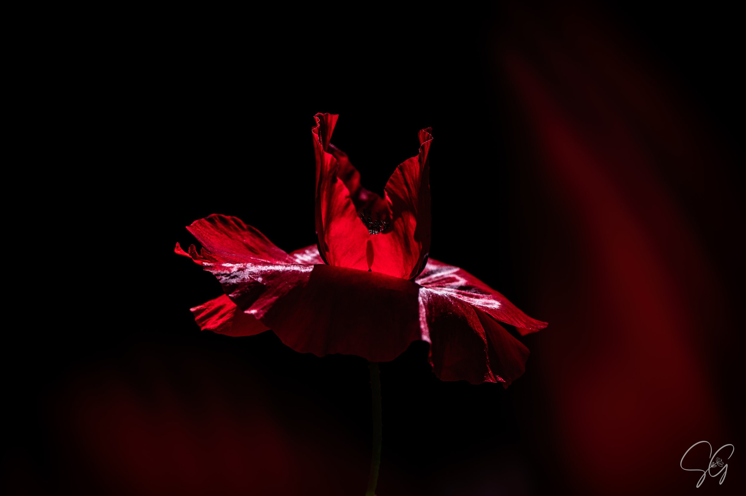 La soliste écarlate...