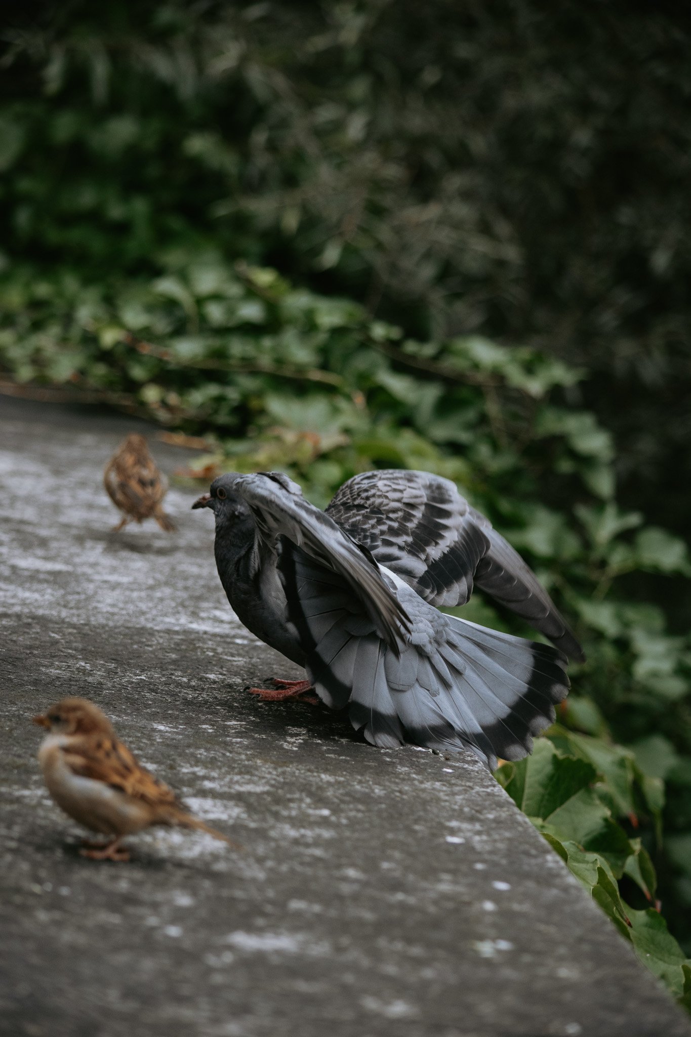 DSC_0916.jpg