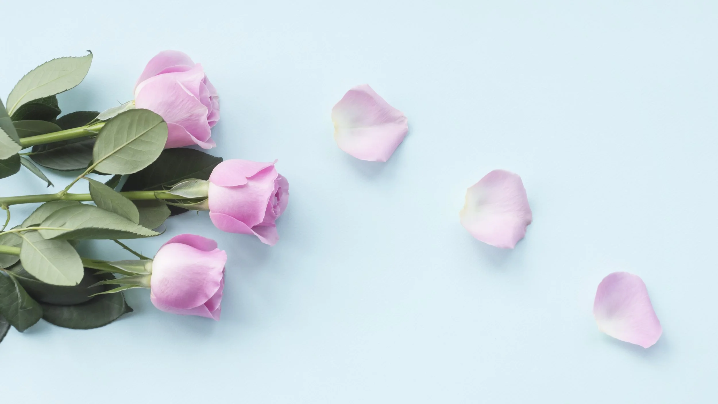 A bouquet of pink roses with green leaves on a light blue background, with some rose petals scattered on the surface.