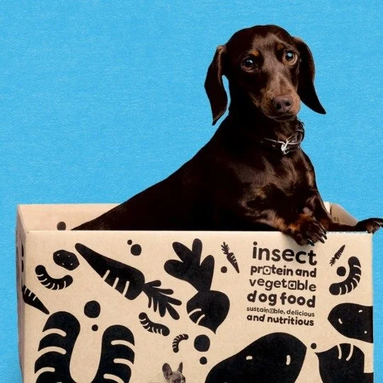 GRUBBO - BRAND IDENTITY & PACKAGING