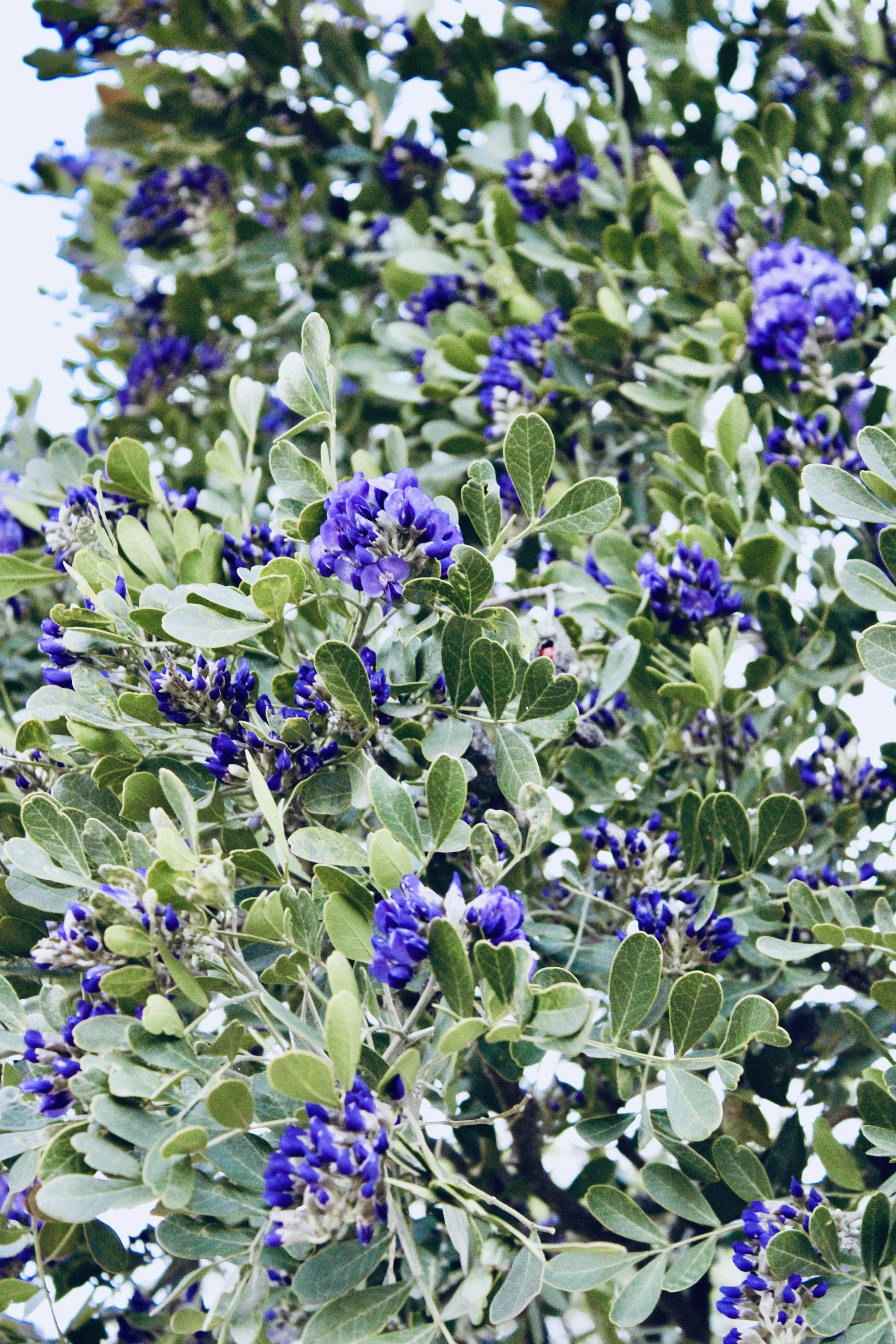 Close-up of a flowering plant with green leaves and clusters of small purple flowers.
