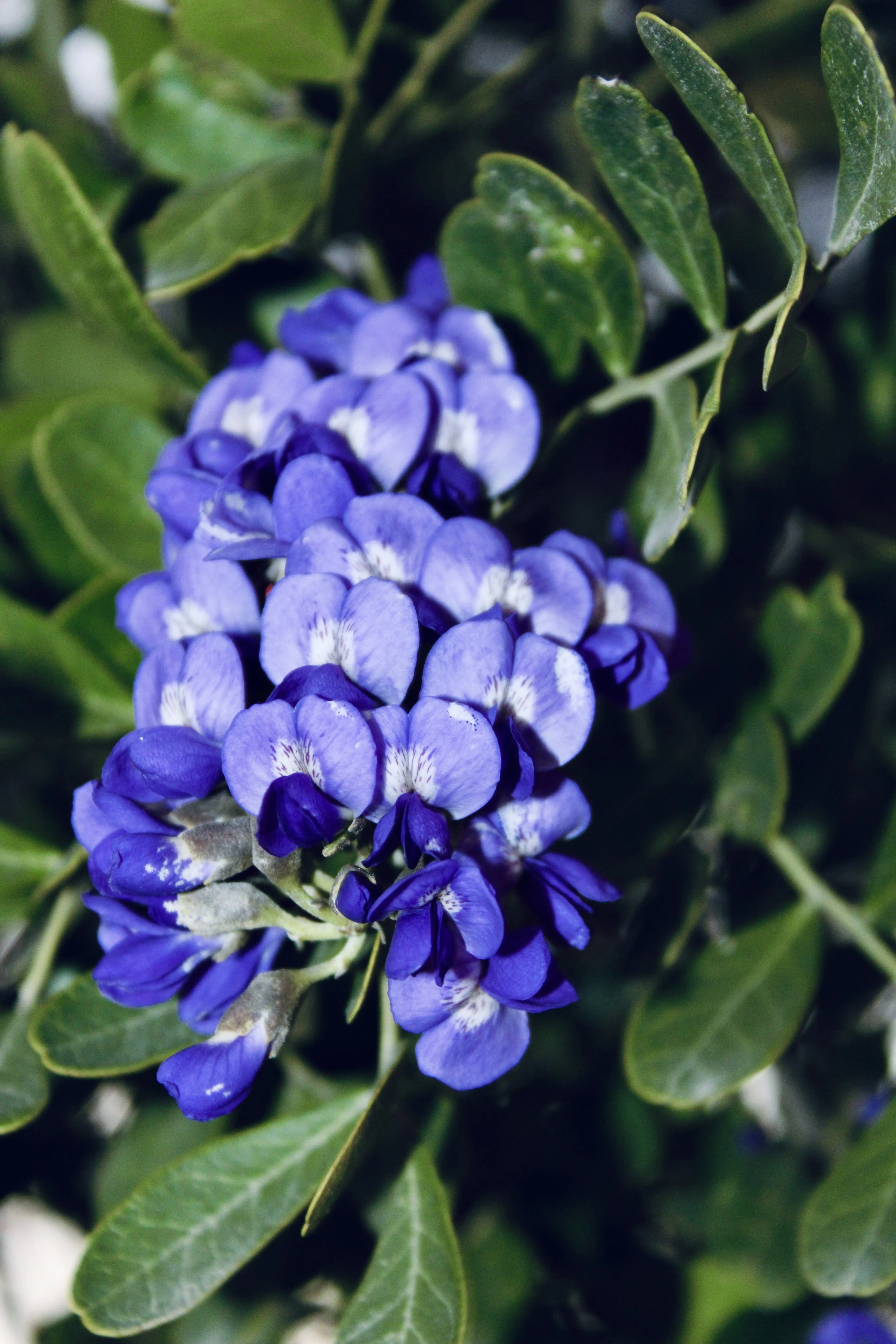 Close-up of purple and white clusters of flowers surrounded by green leaves.