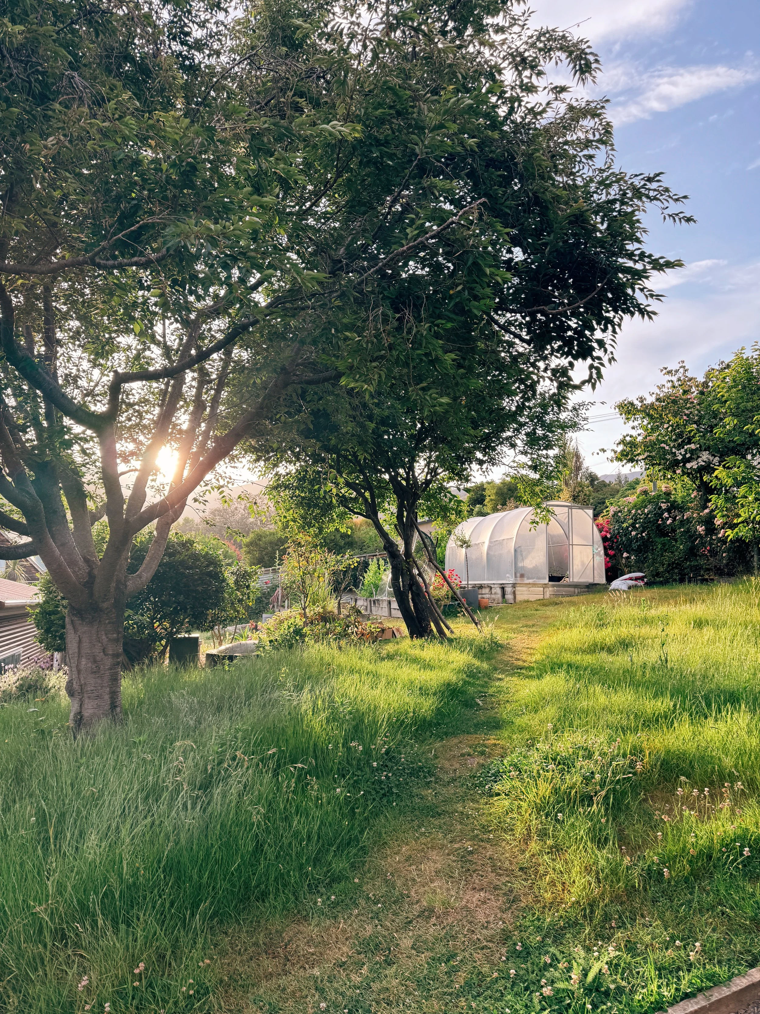 A sunny backyard garden with a dirt path, tall green trees, flowering bushes, and a small greenhouse in the background.