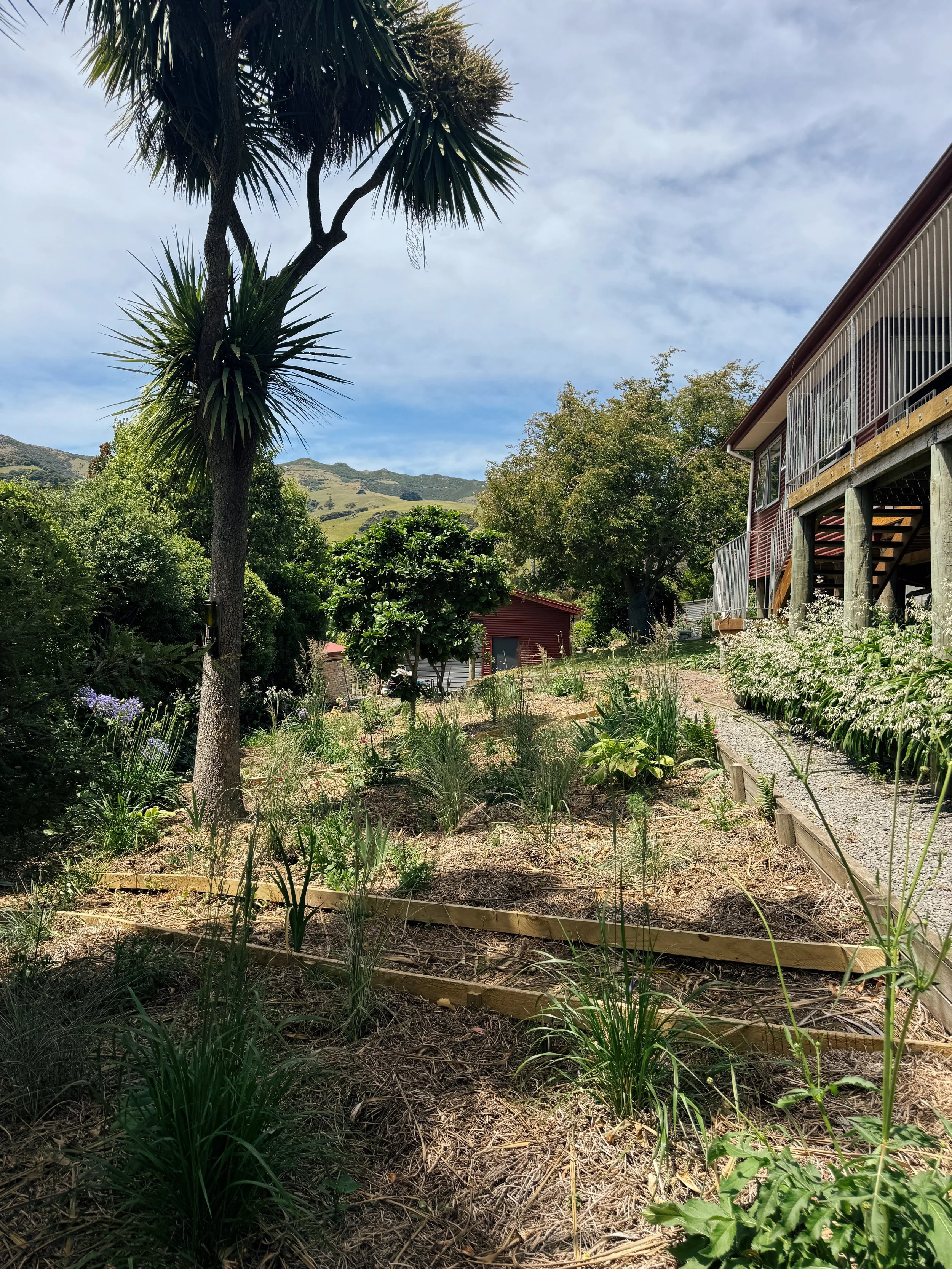 A backyard garden with a variety of plants, a tall palm tree, a wooden deck, and a view of green hills in the background.