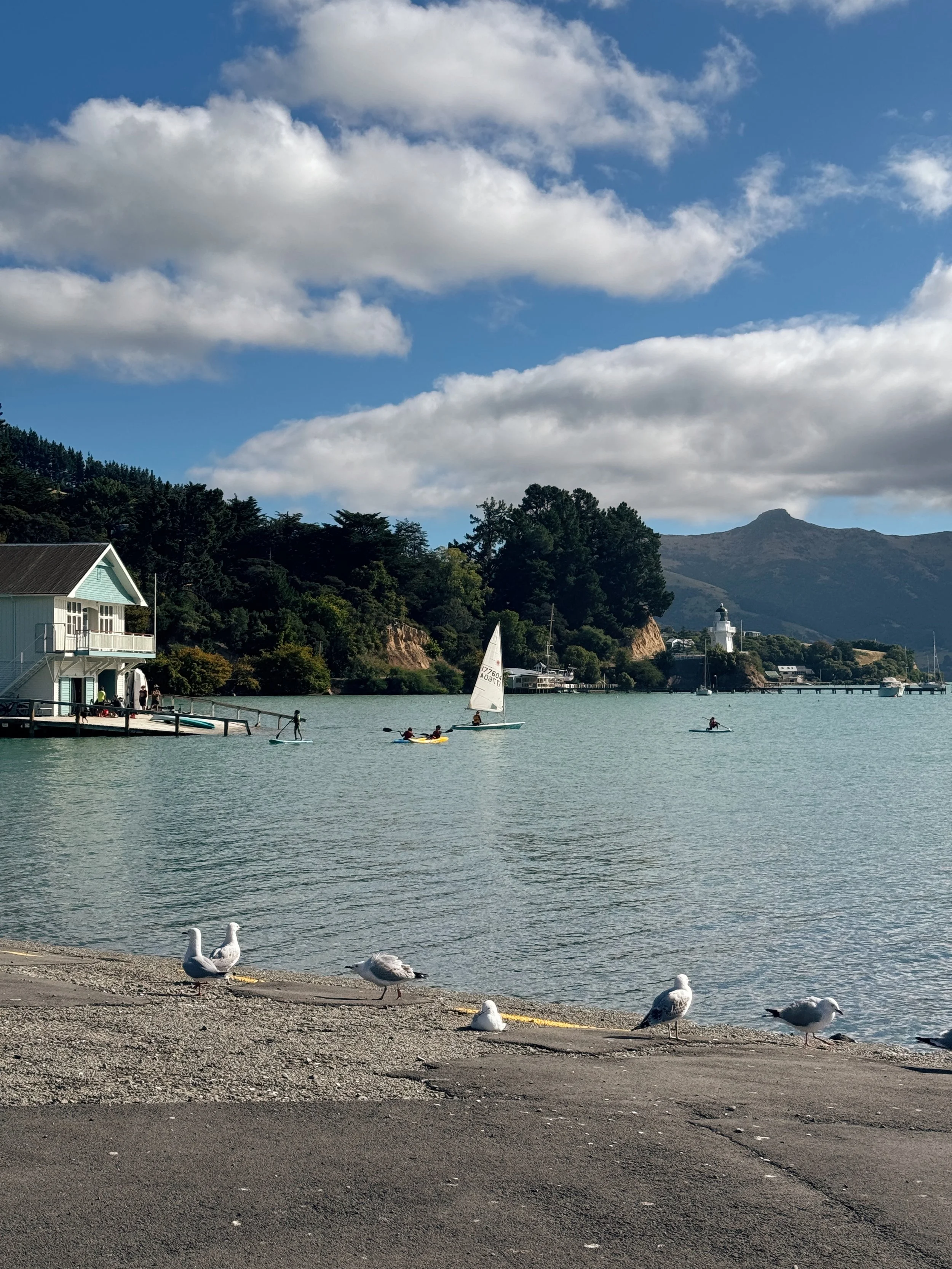 Seagulls on a concrete shoreline near a body of water with sailboats and kayakers, a house on stilts to the left, and a hill with trees and a lighthouse in the background under a partly cloudy sky.