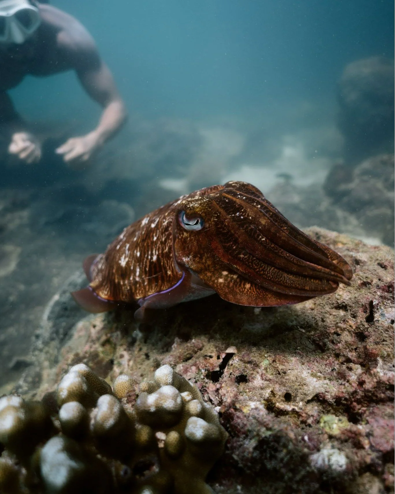 🌊 Beneath the waves, beauty comes alive. 
Let Seasoul take you there. 🛥️✨

 สอบถามข้อมูลเพิ่มเติมได้ที่
📞 +66 92 247 4117 หรือ Line @seasoul.th
Contact us: https://linktr.ee/seasoul.thailand
#soultrippin #seasoulth
