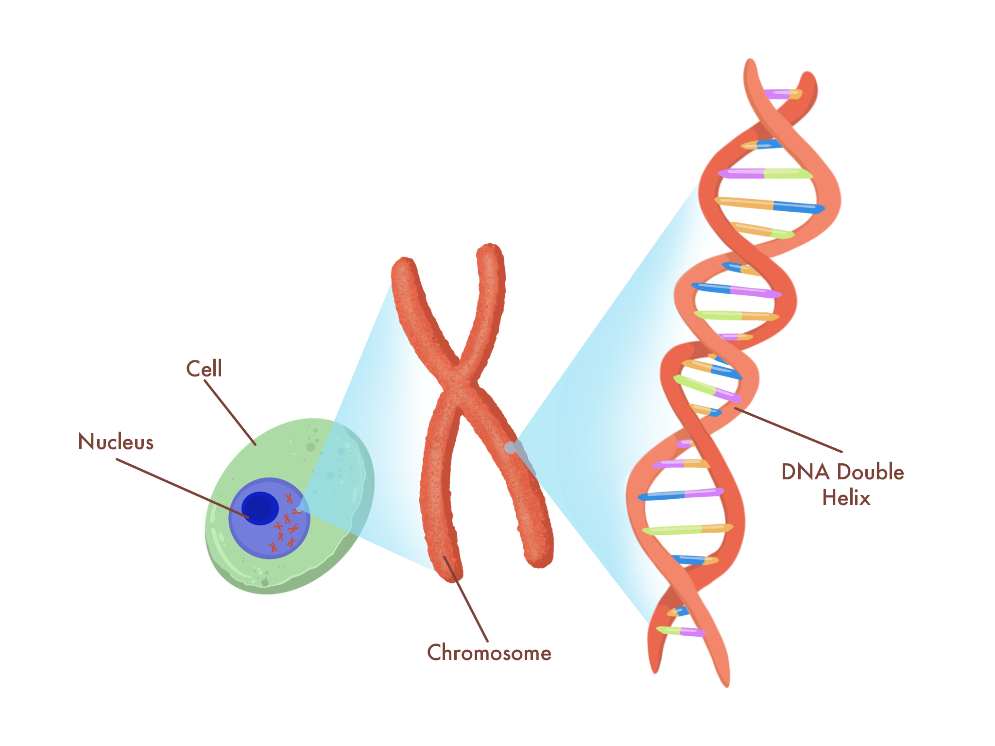 DNA_edited.png