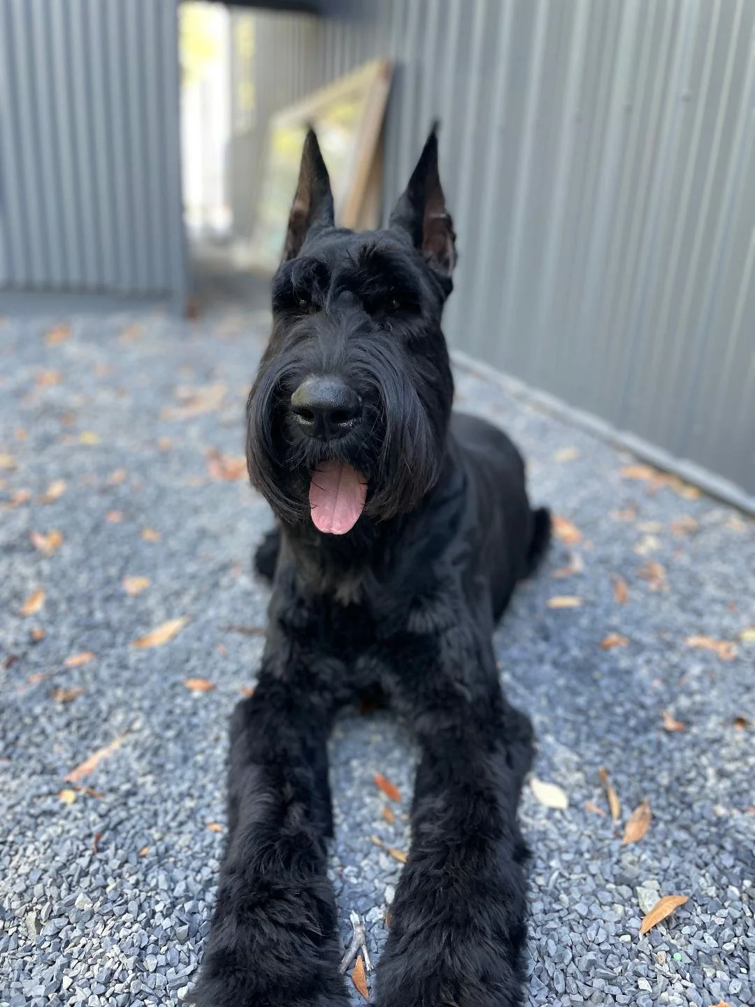 Dog Walk (60 Minutes)