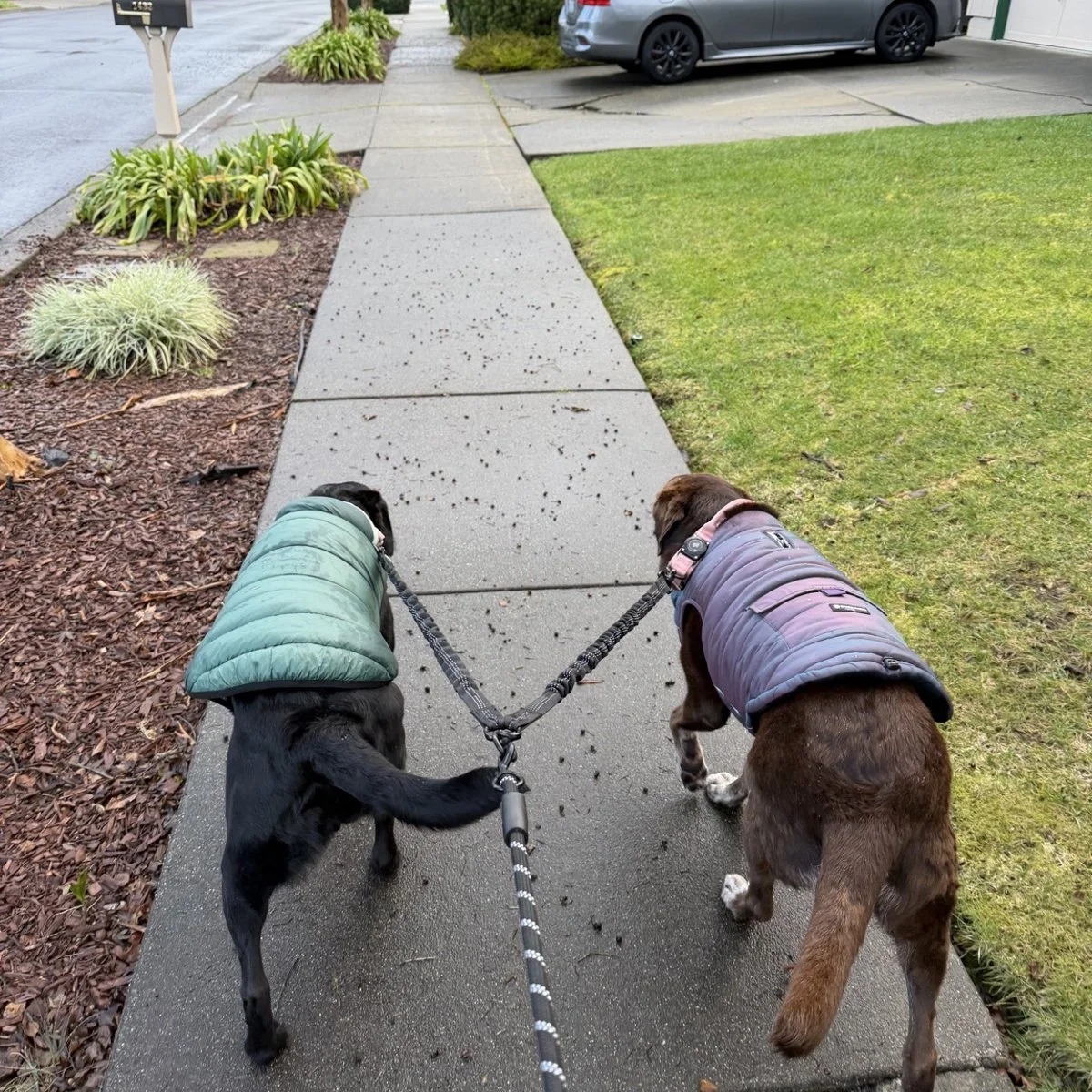 Dog Walk (30 Minutes)