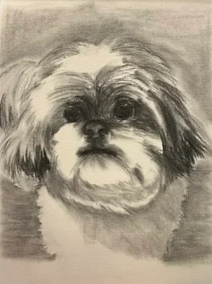Shi Tzu Portrait