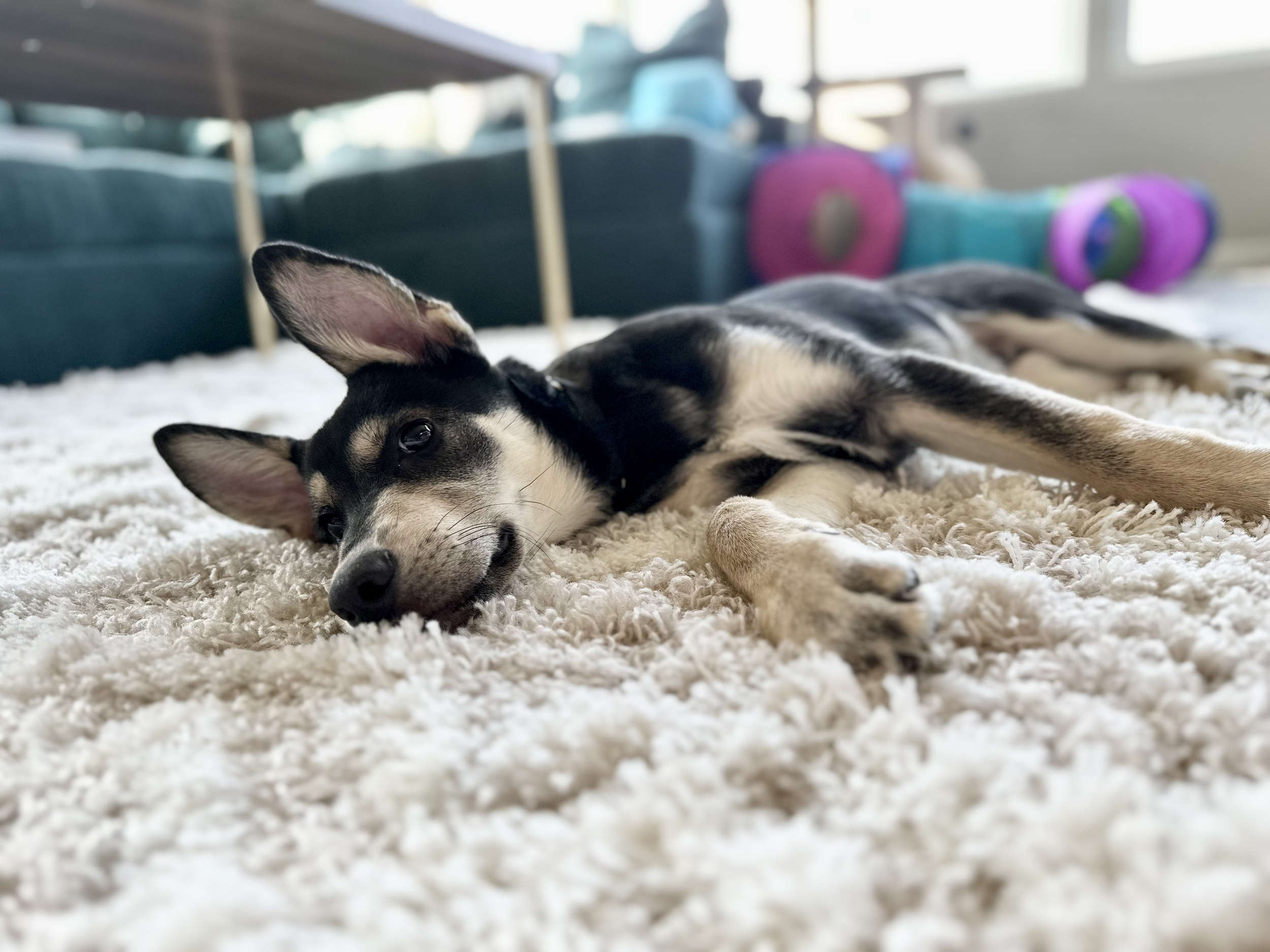 German Shepherd puppy on cozy beige rug