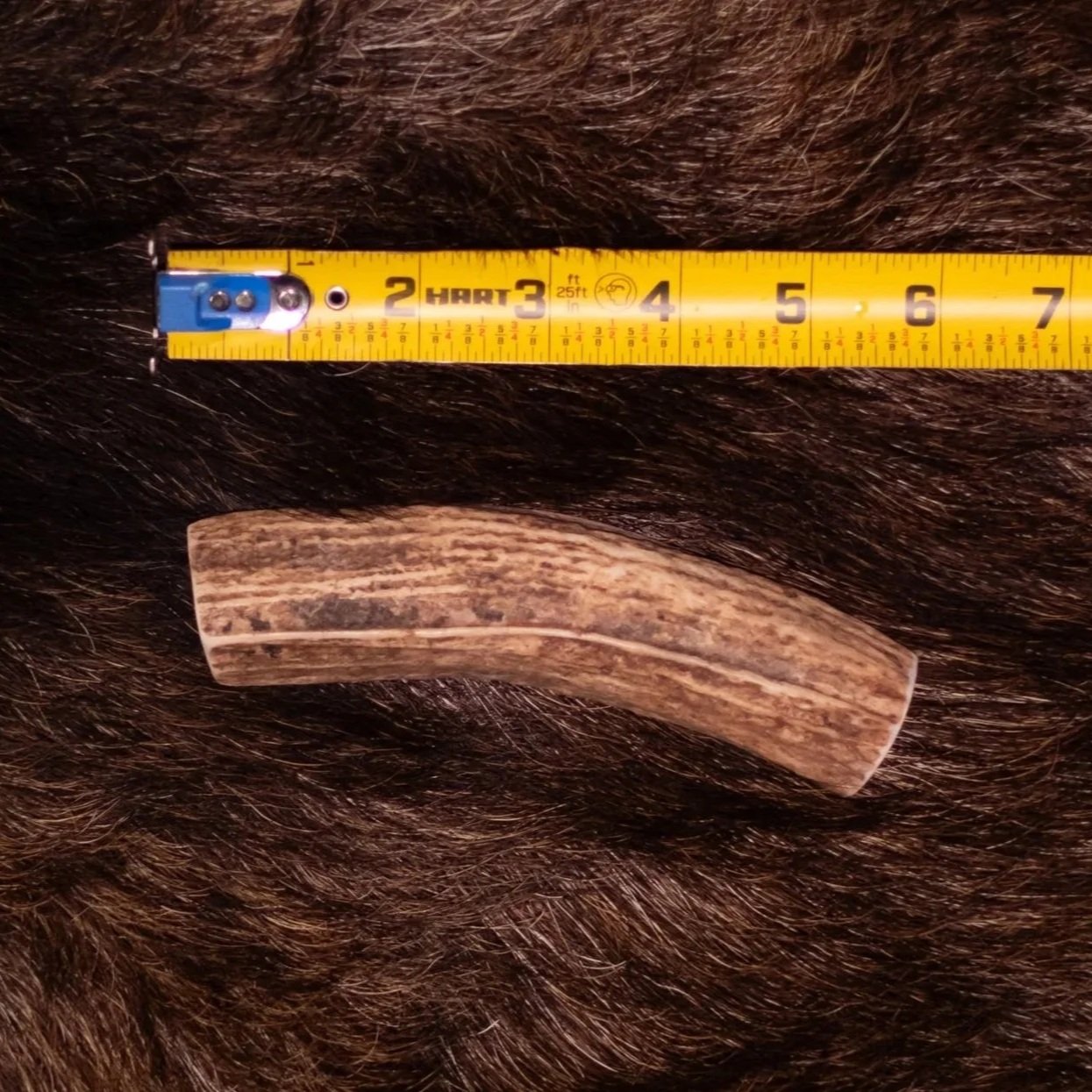 antler%2B1%2Bmedium.jpg