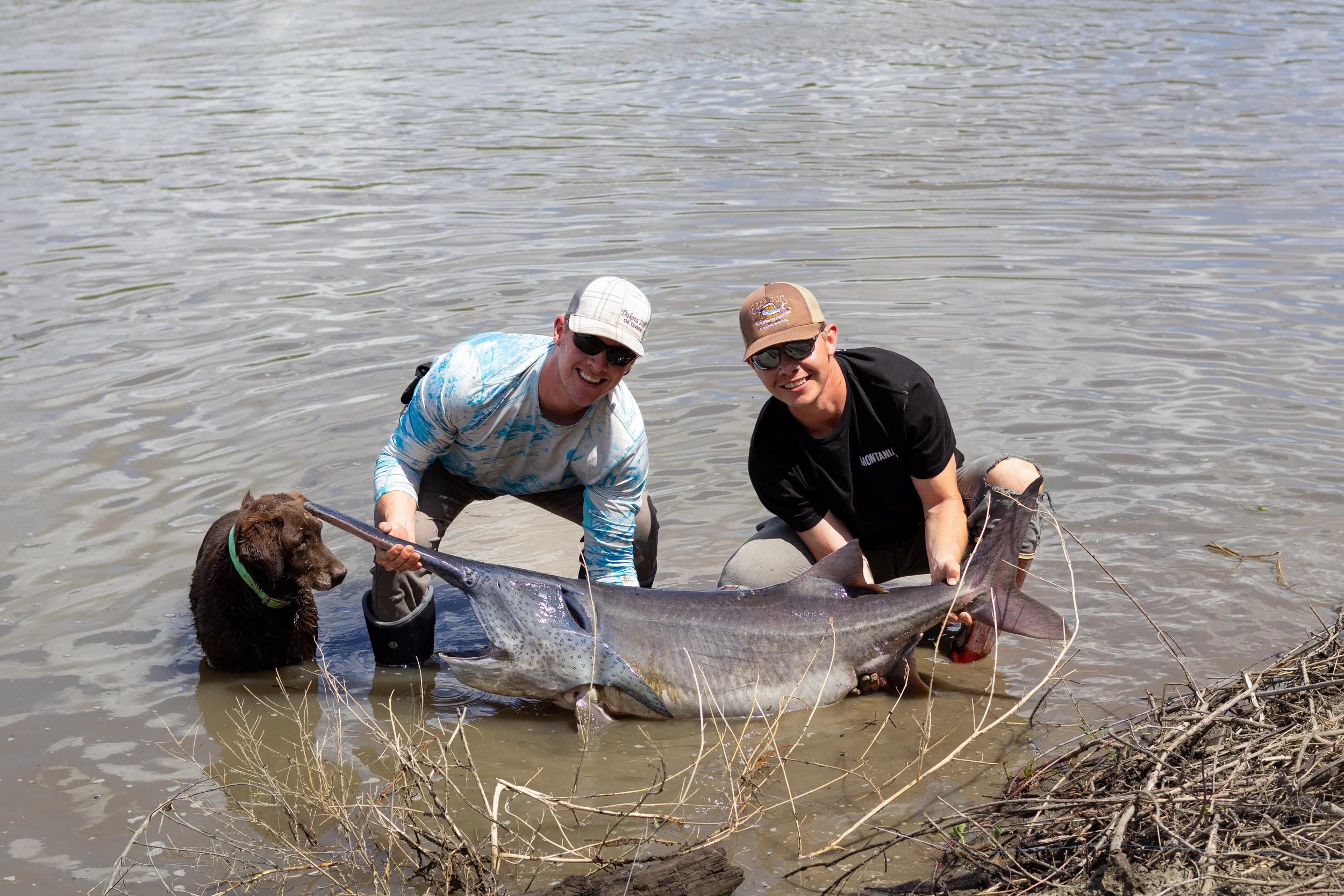 Two men and a dog holding a paddlefish during snagging season in shallow water near shoreline of the Yellowstone river and the Missouri River in Montana.
