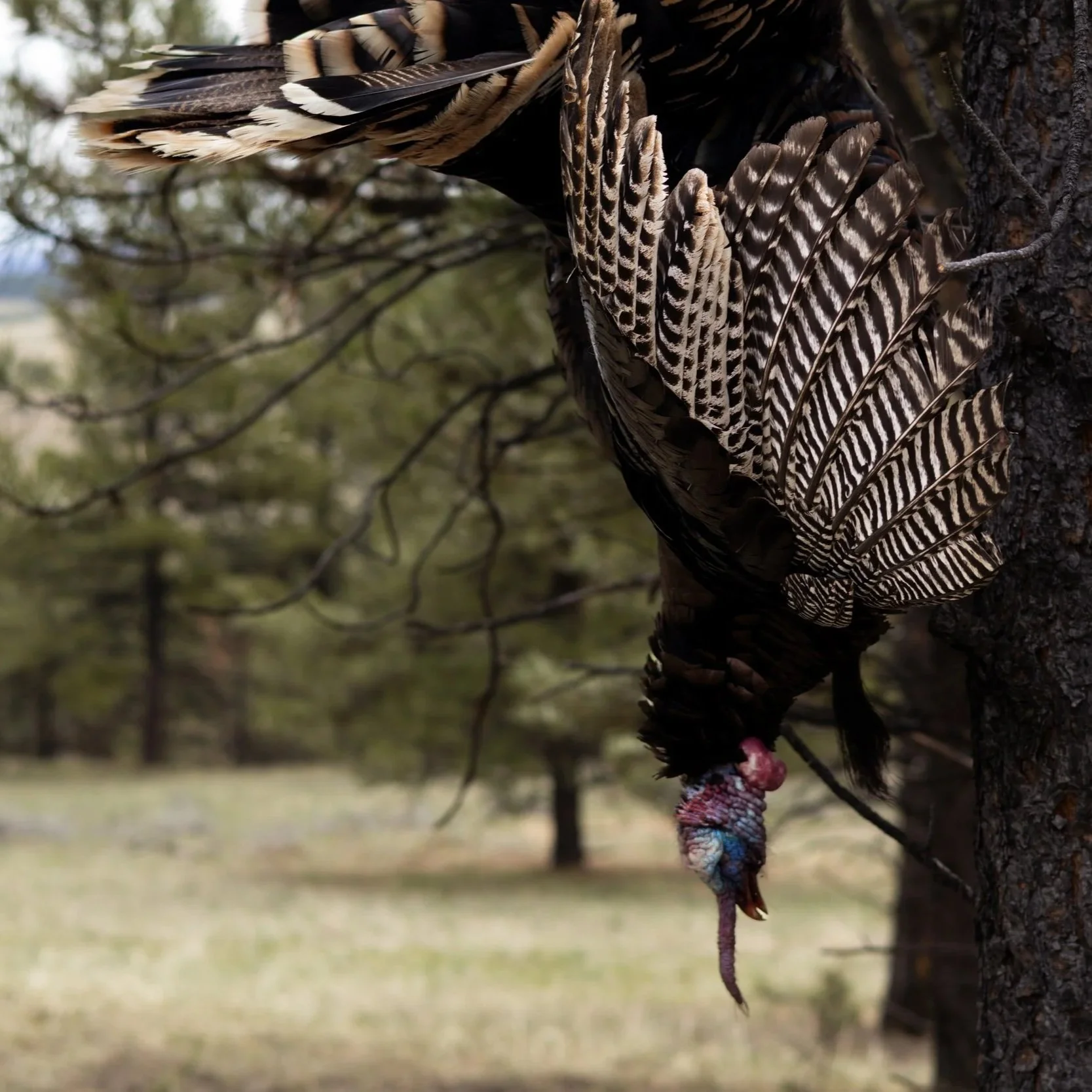 A turkey hanging upside down from a branch of a tree, with its head and neck visible and its feathers fanned out.