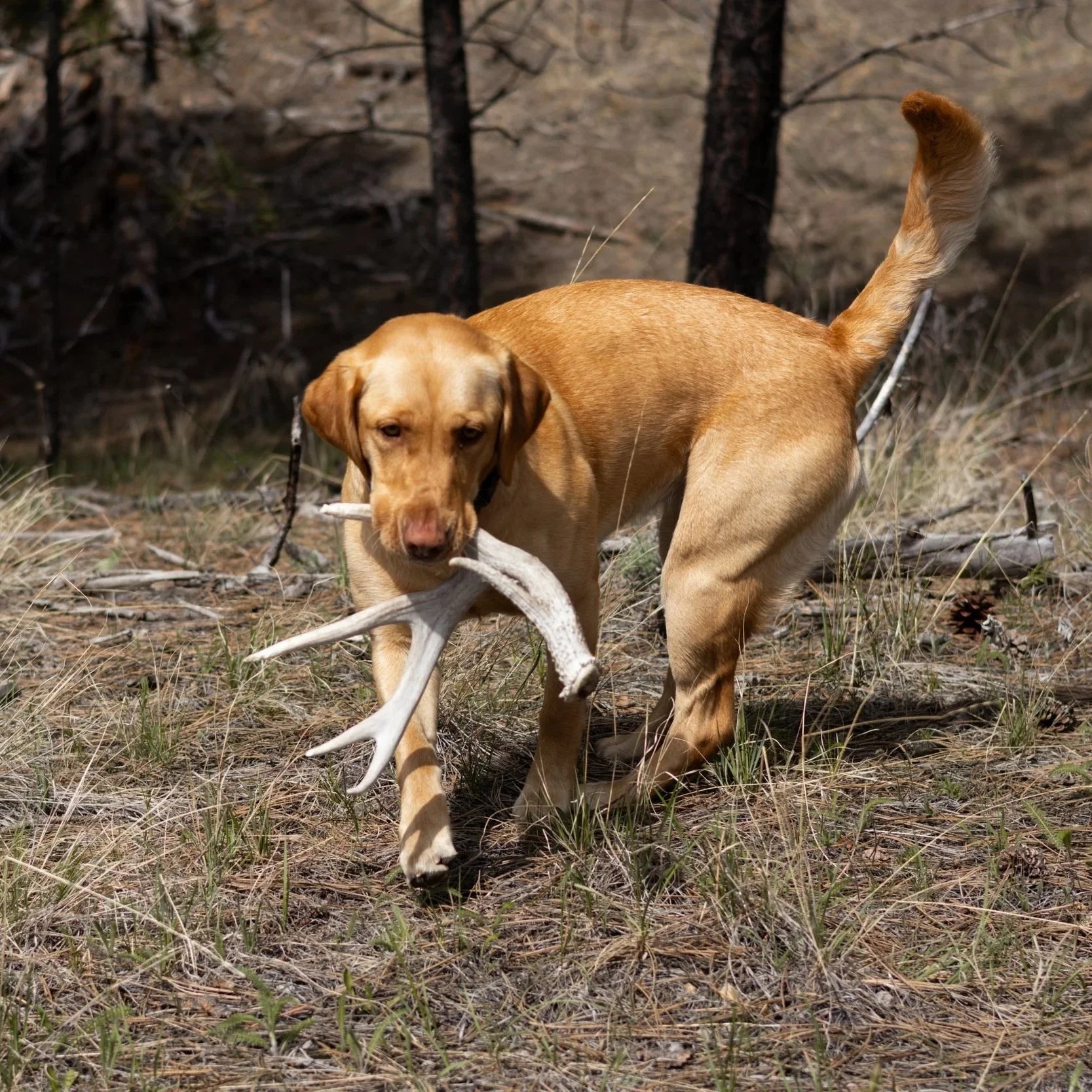 A yellow Labrador Retriever dog carrying a large antler in its mouth, walking through a grassy forest area with trees in the background.