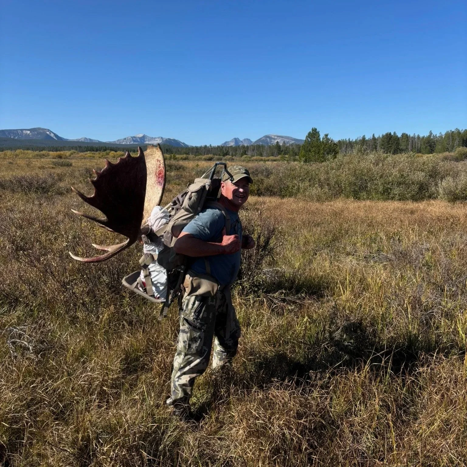 A man carrying a large moose antler on his back walks through a grassy field under a clear blue sky, with mountain ranges in the background.