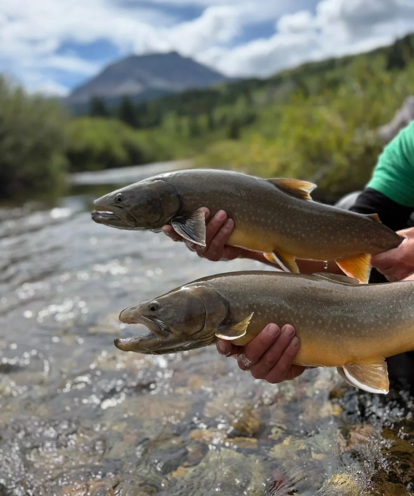 Two fishermen holding caught fish in a river with wilderness and mountains in the background.