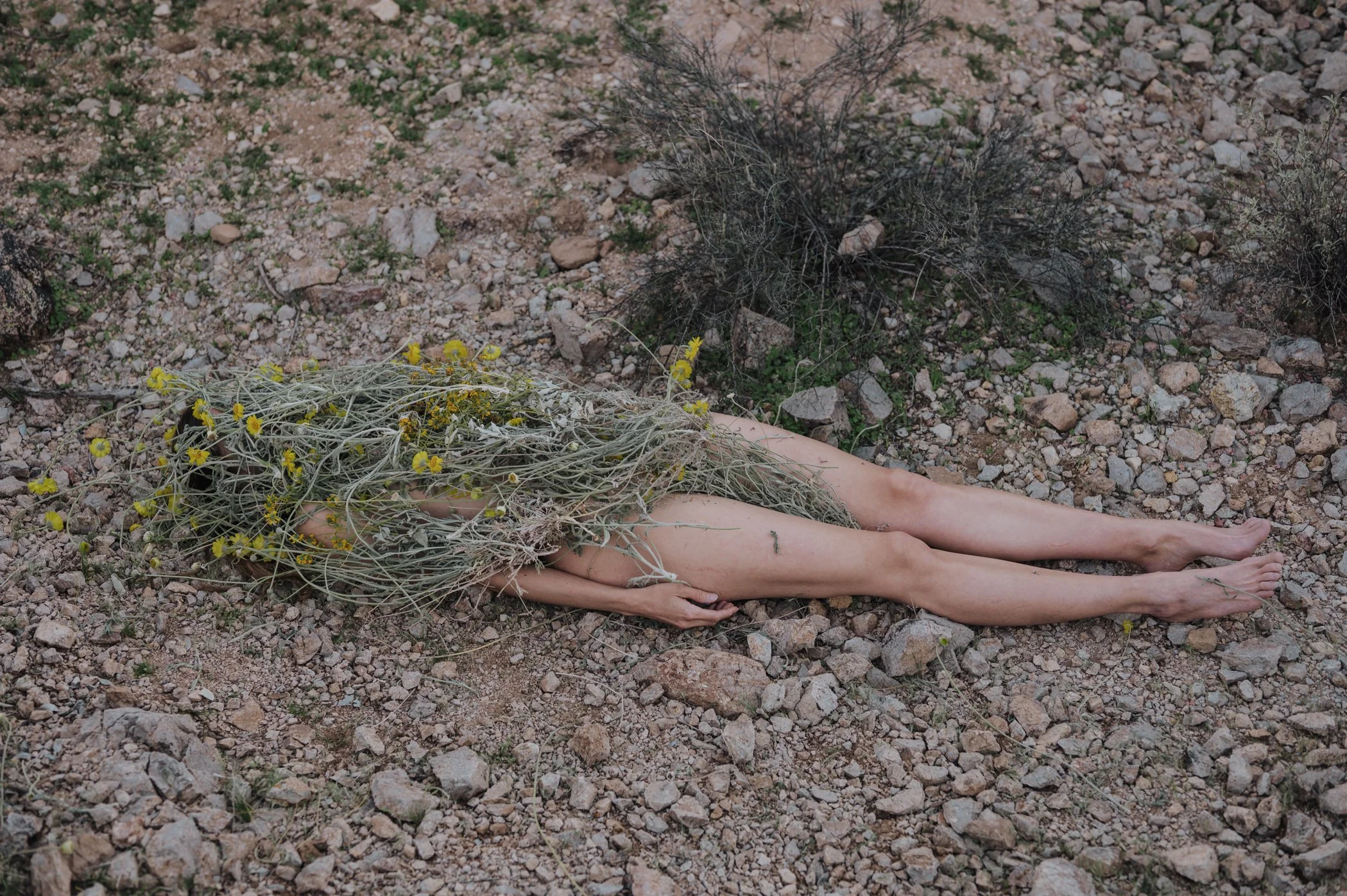 Vanessa Wingerath     @vanessa_wild_art
A Big, Brittle Bush