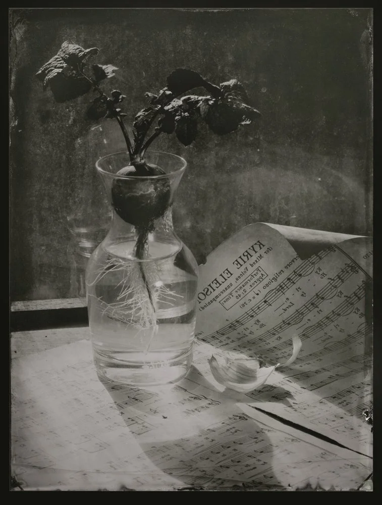 Mark Sawyer
Radish