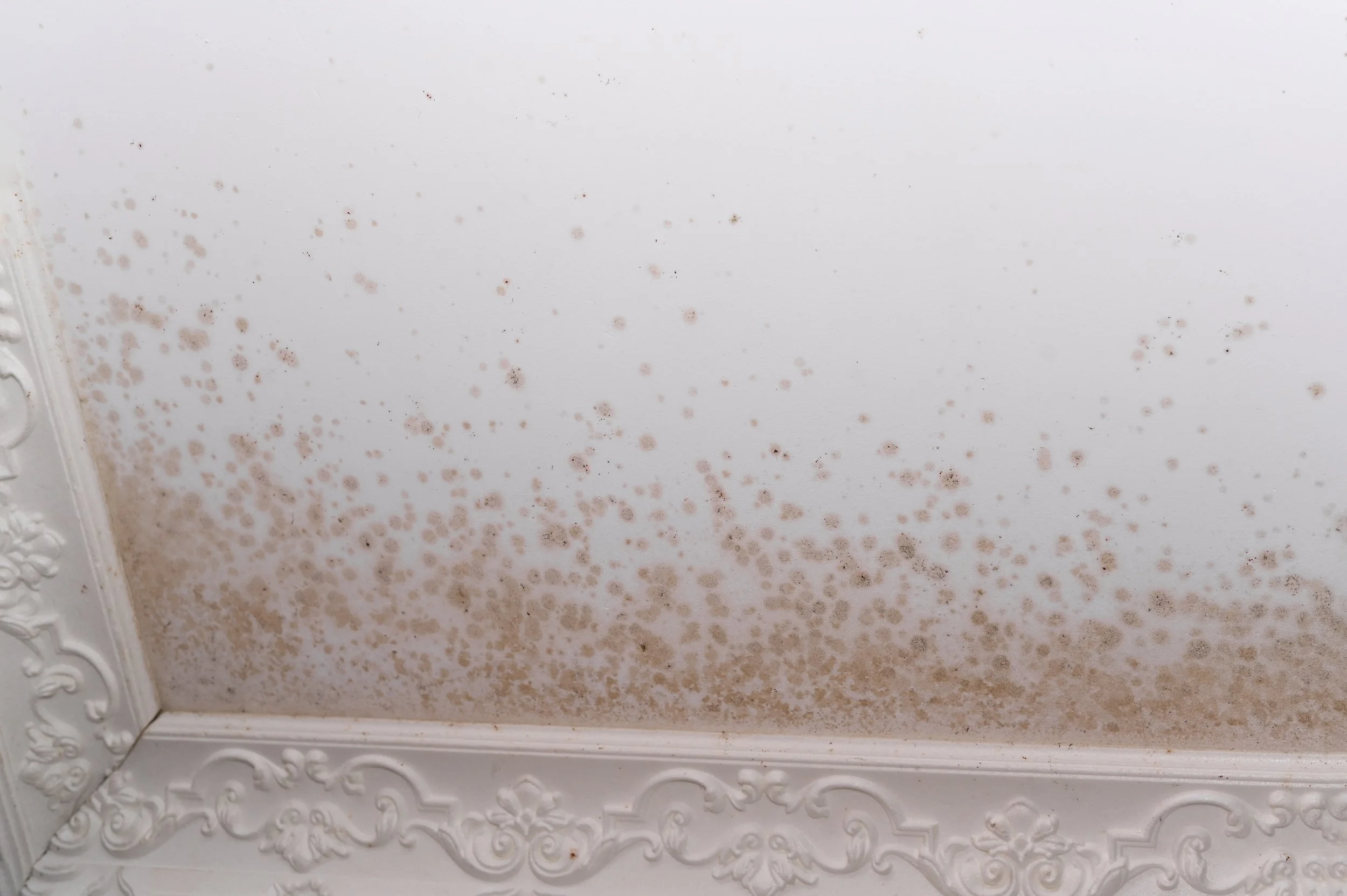 Mold growing on the ceiling