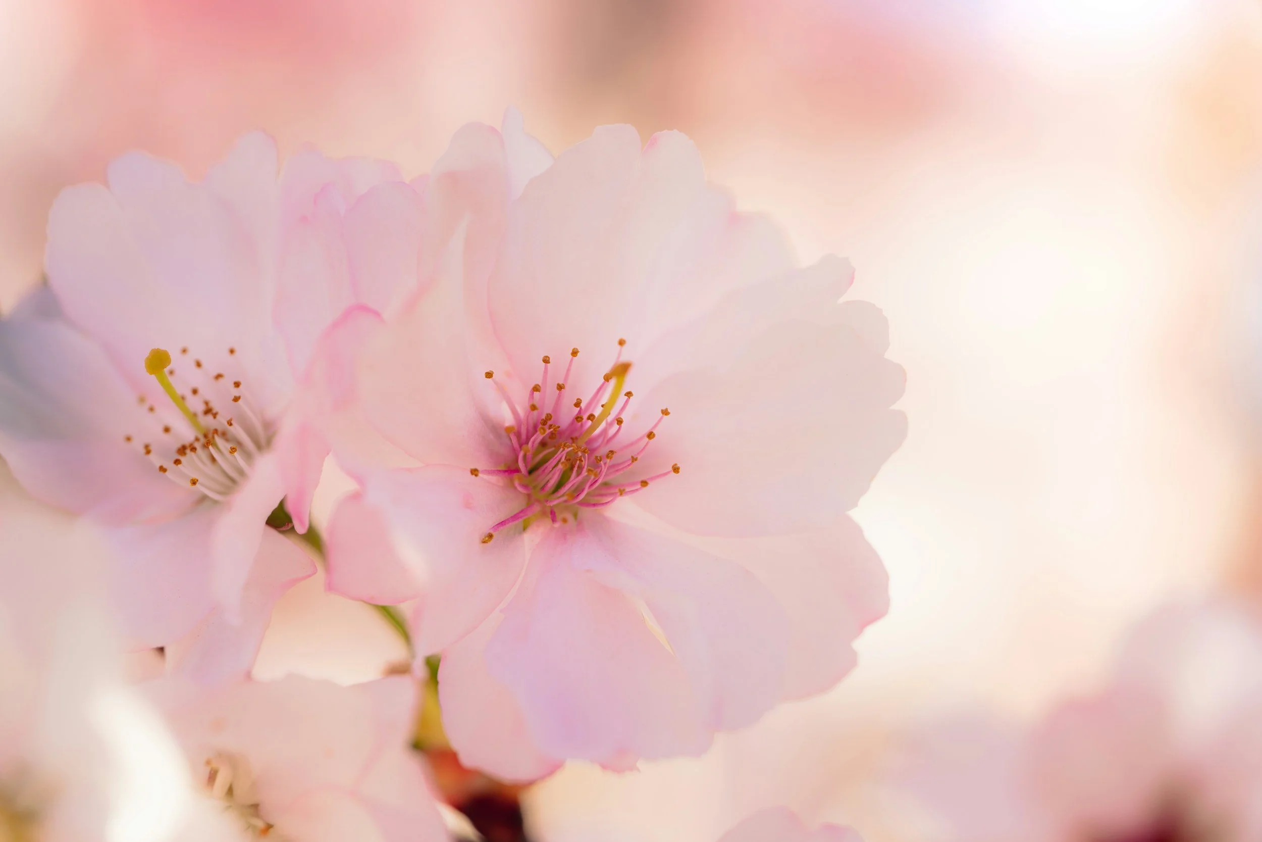Close-up of pink cherry blossoms with soft light background.