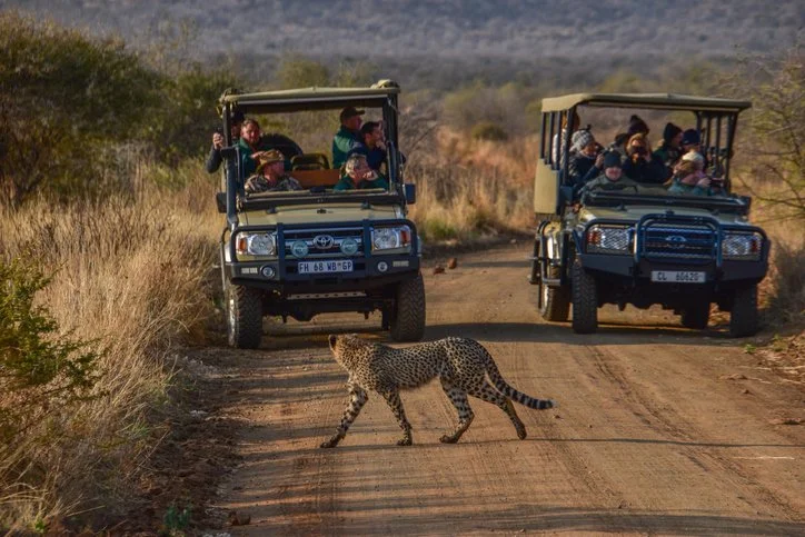 Best Safaris in Africa: Where to Go, Types, Costs &amp; How to Choose The Right Tour