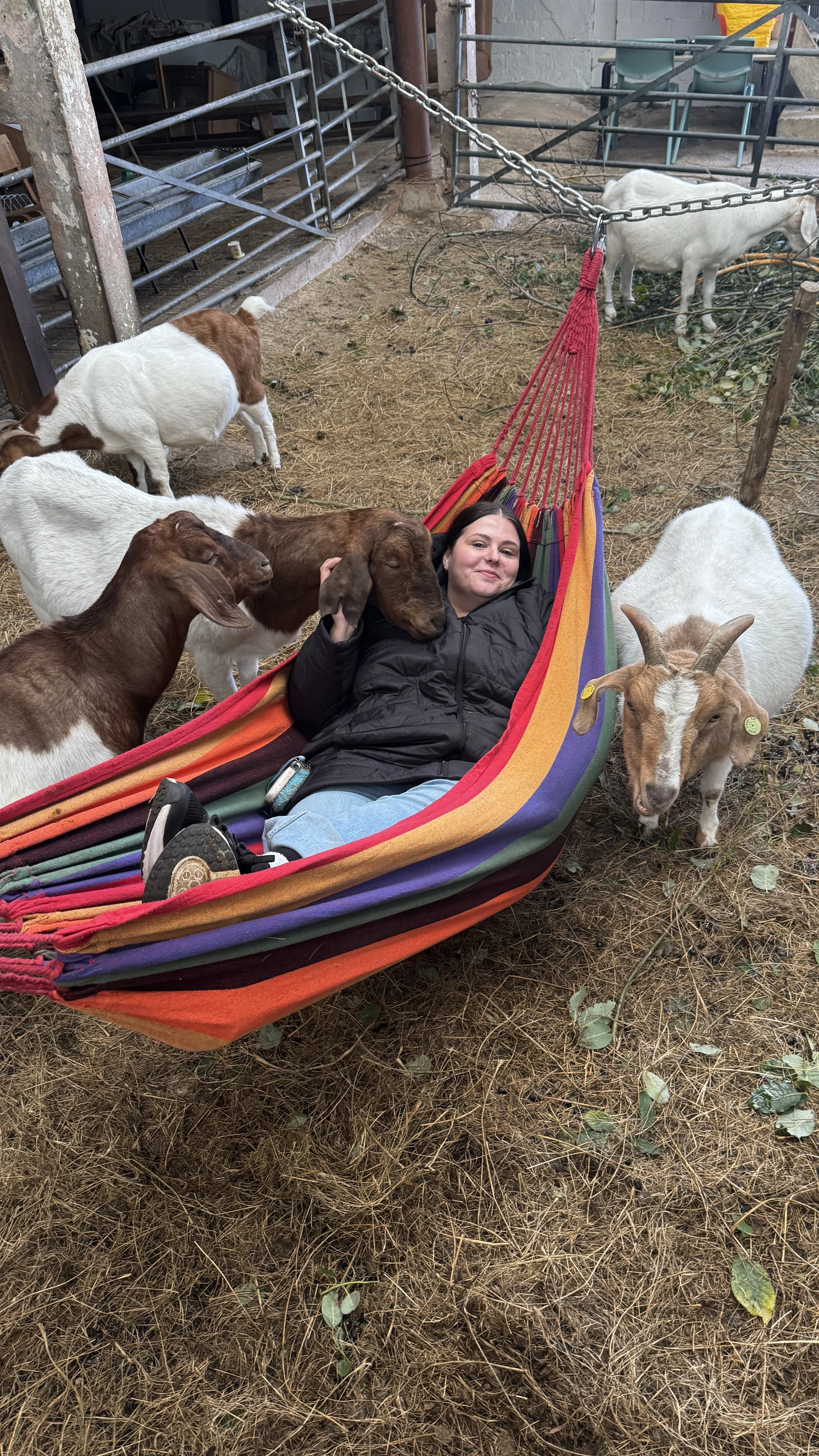 A woman lying in a colorful hammock surrounded by goats and goats in a barnyard setting.