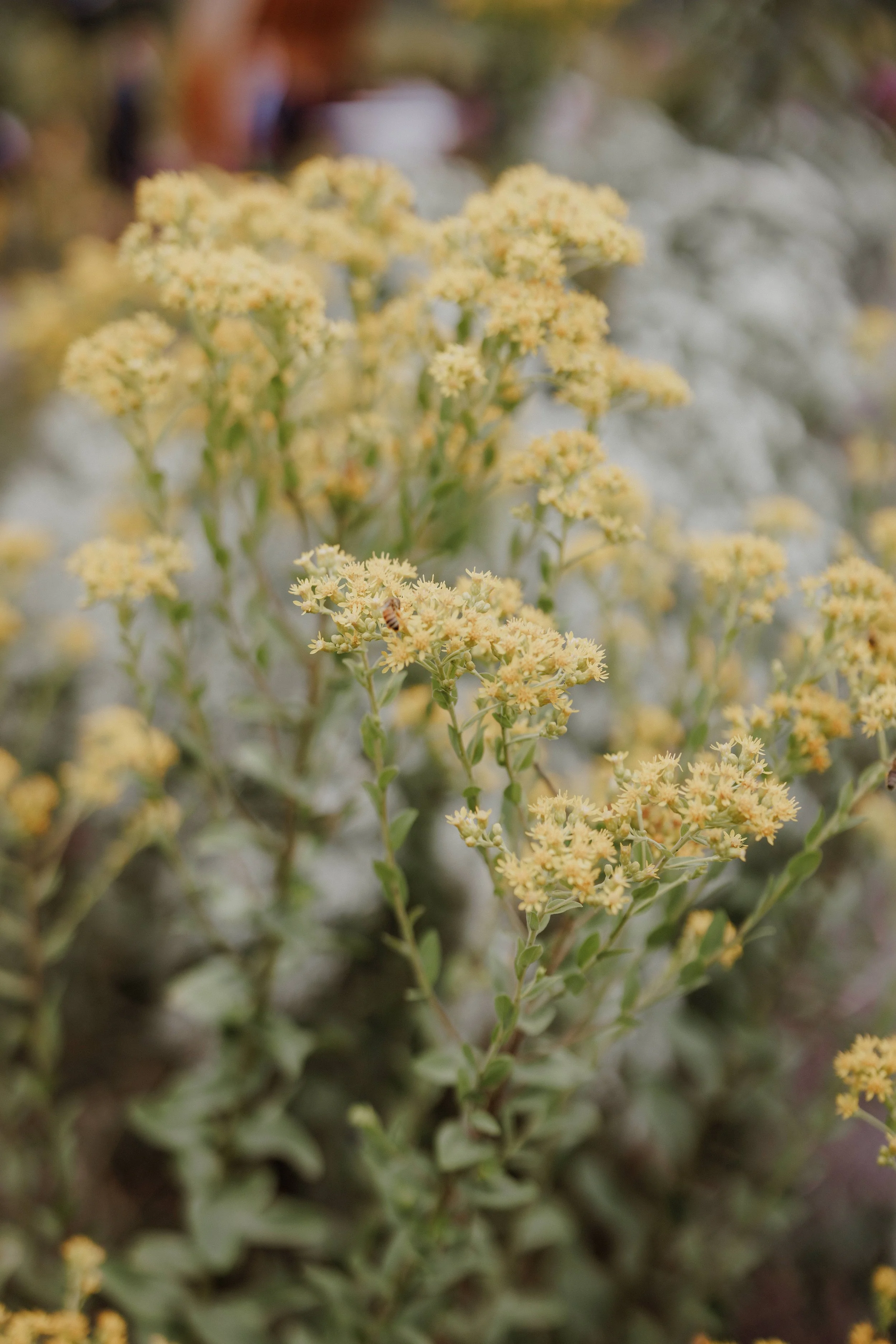 Close-up of yellow flowers on green stems with a bee collecting nectar.