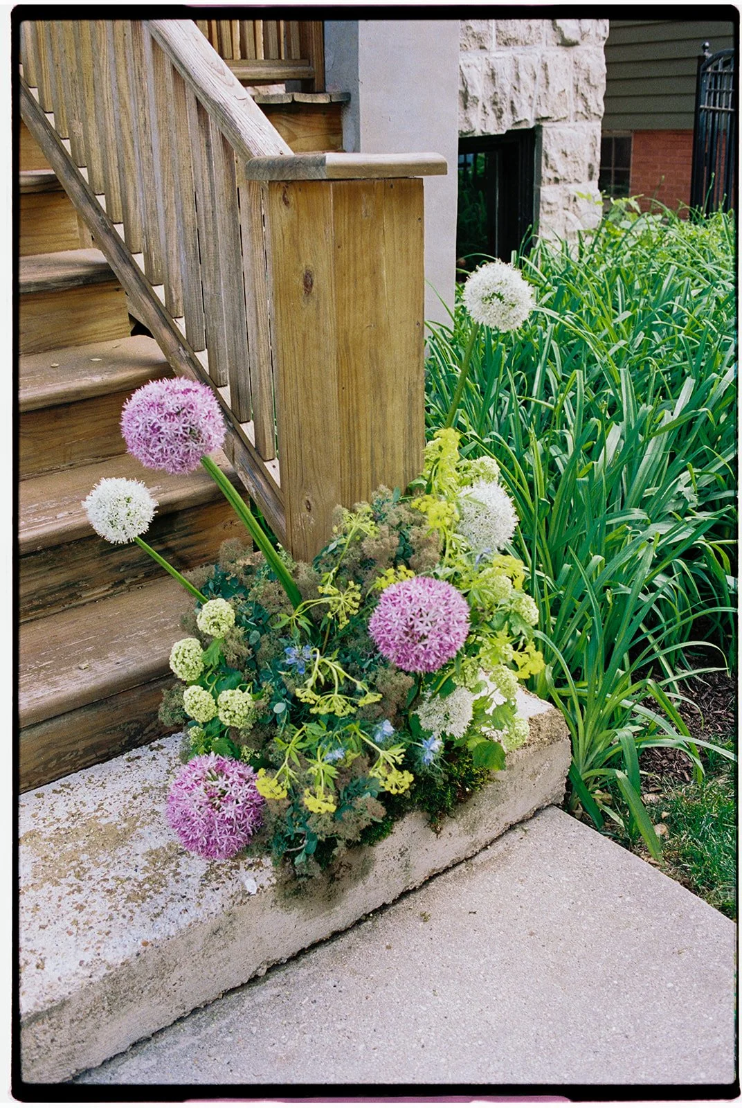 Colorful flowers, including pink and white allium, growing at the base of a wooden staircase and next to a concrete sidewalk.
