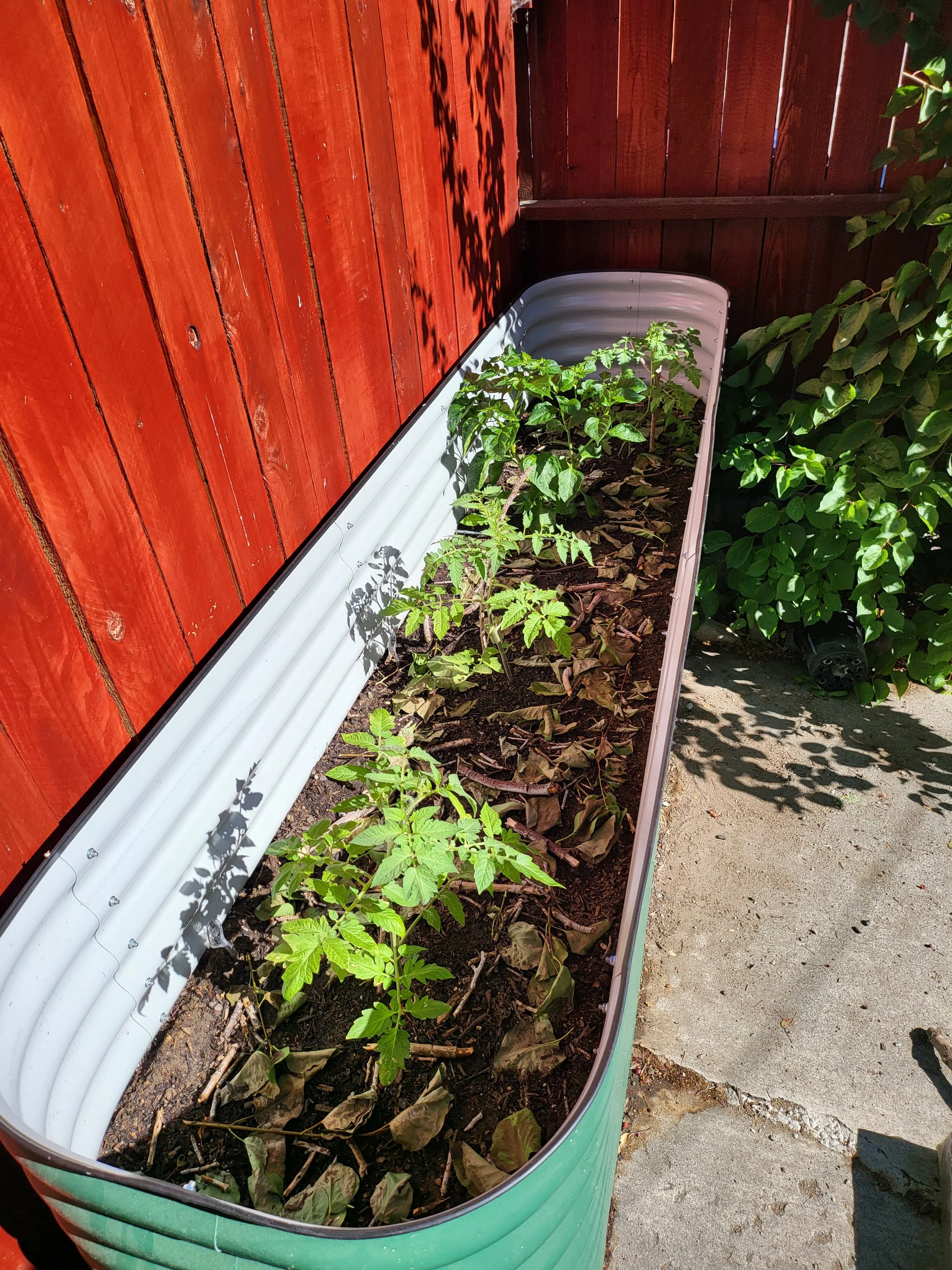 A long rectangular garden bed with tomato plants, some with green foliage and some with dried leaves, placed against a red wooden fence with a shadow cast on it, and positioned on a concrete surface.