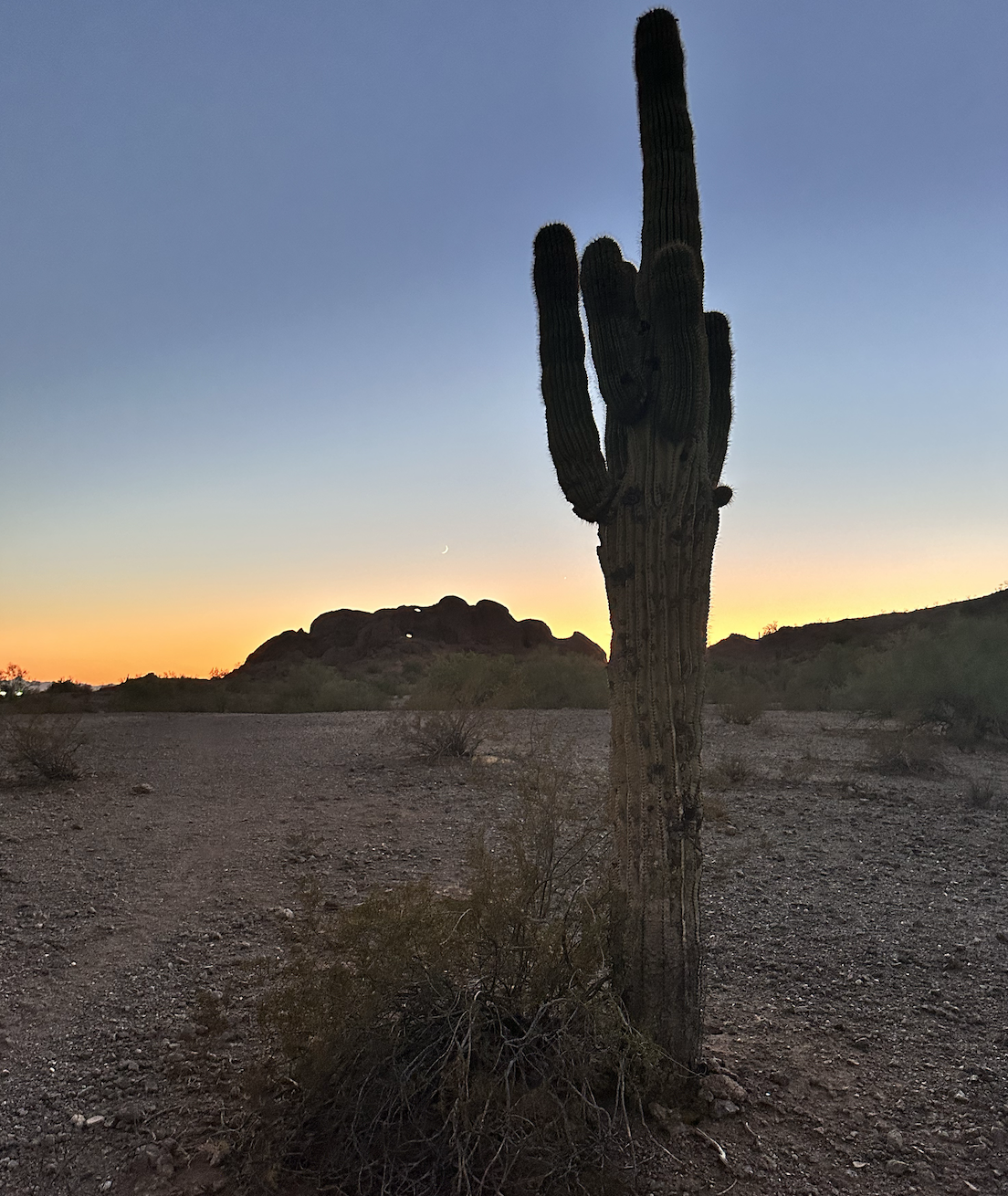 Cactus at Papago Park Hike at Sunset