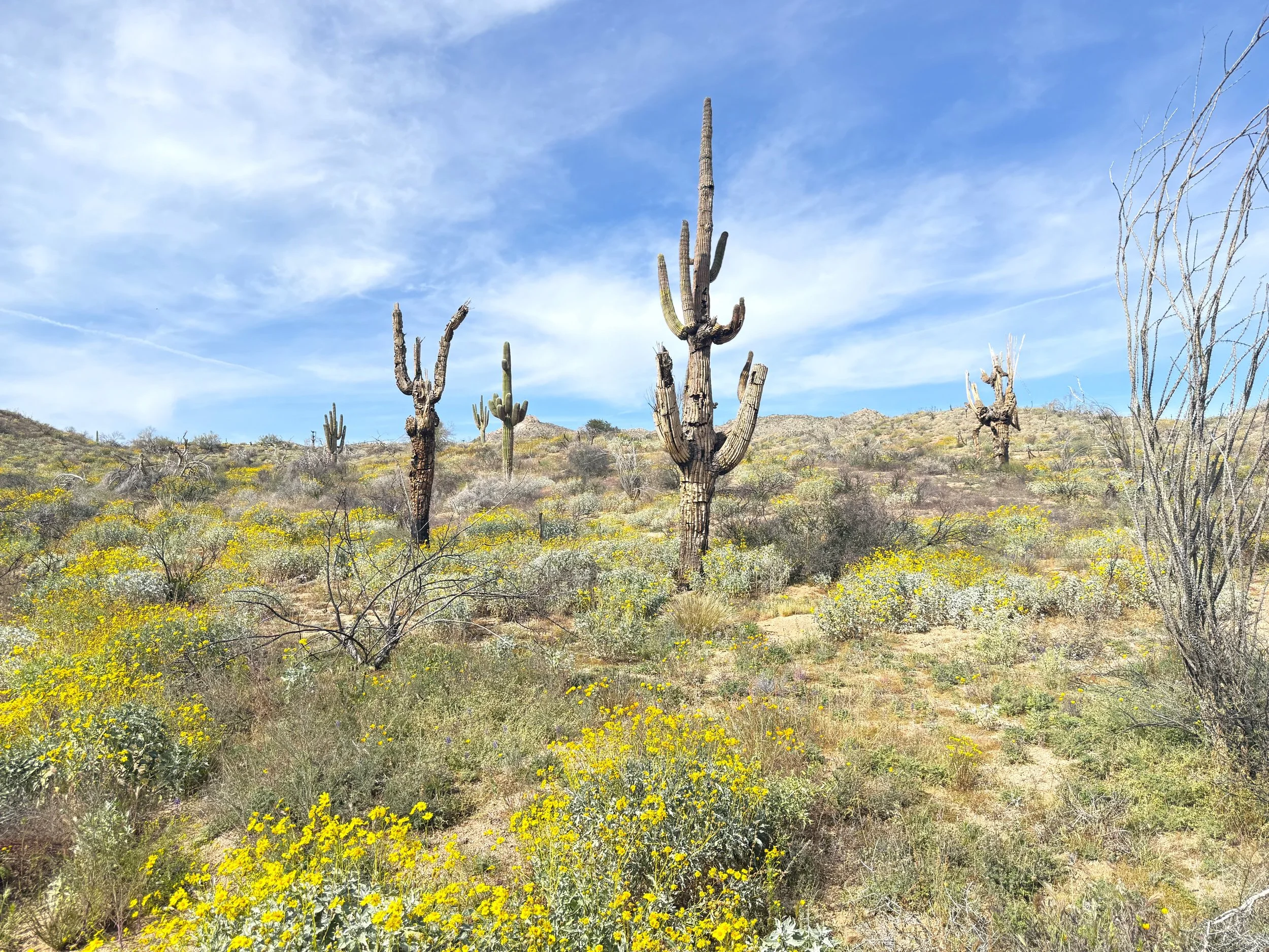 Arizona desert hike landscape with tall saguaro cacti, yellow wildflowers, and a bright blue sky with wispy clouds.