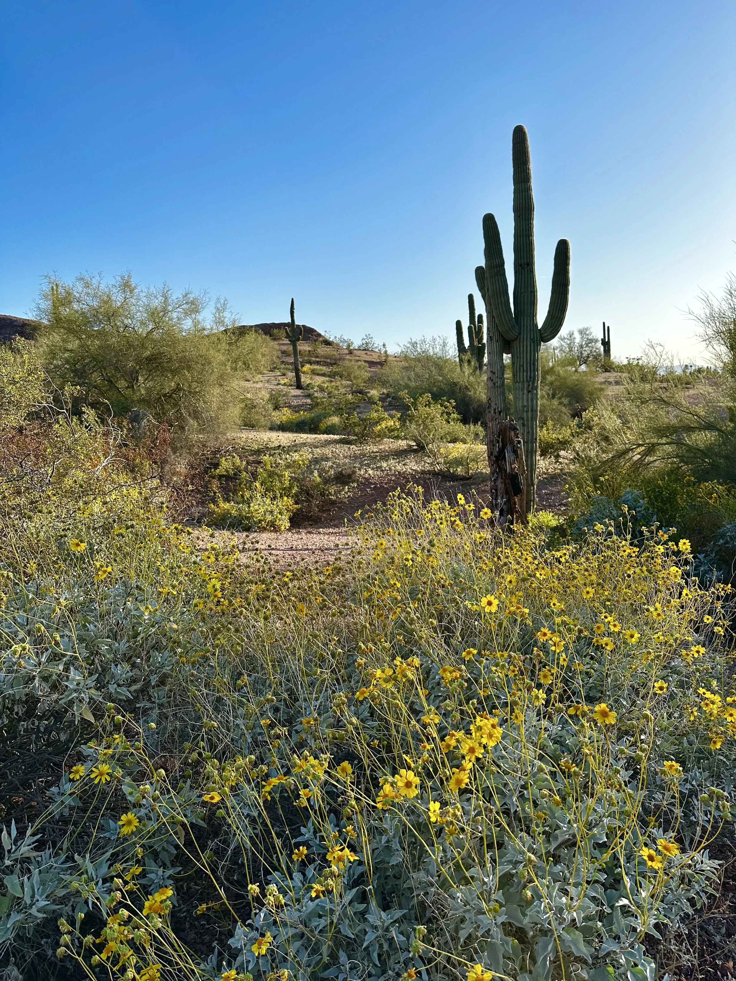 Guided Sonoran Desert Yoga Hike