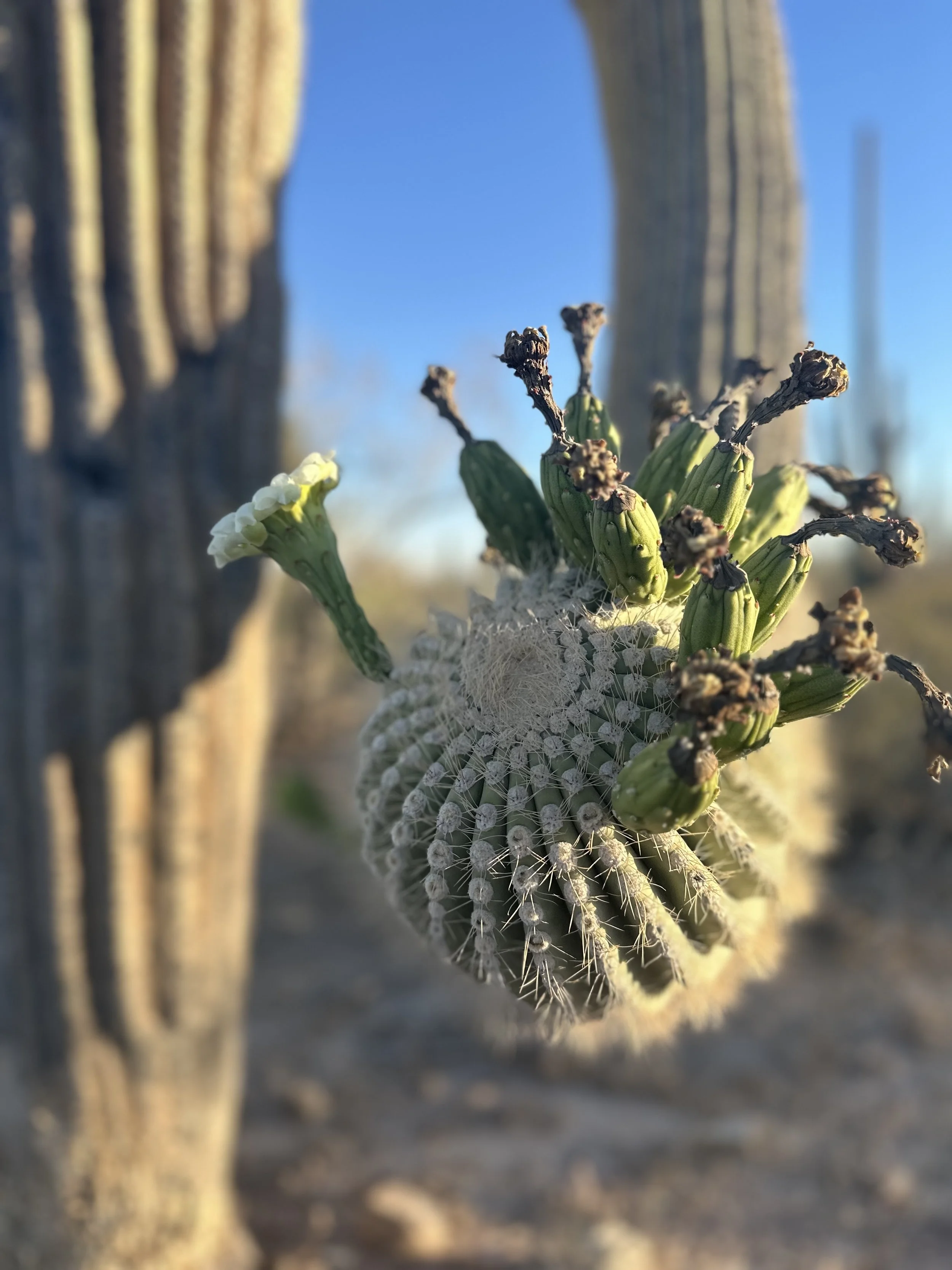 Close-up of a cactus with green buds and white flowers, in a desert setting with a blue sky in the background.