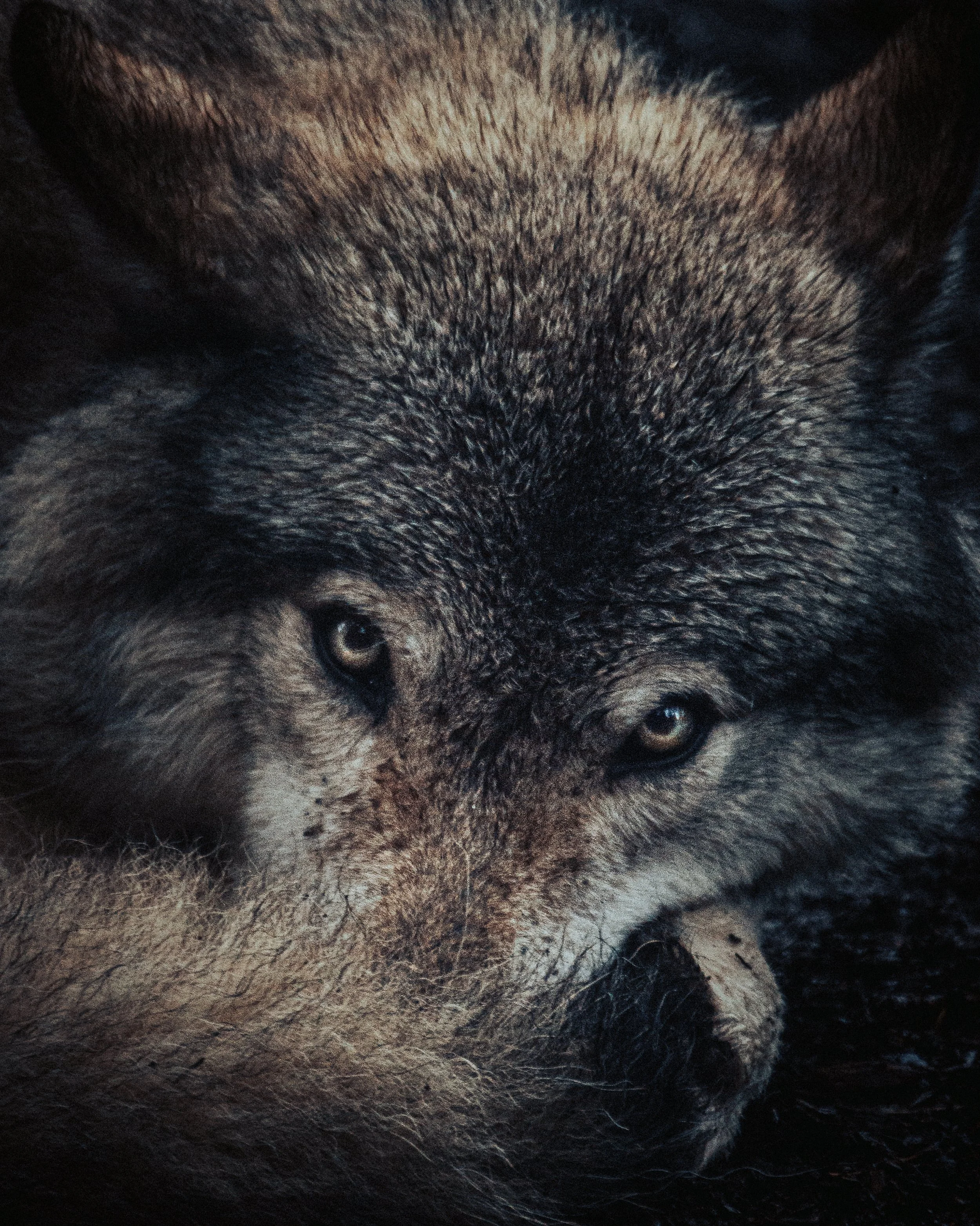 Close-up of a wolf with piercing eyes lying on the ground.