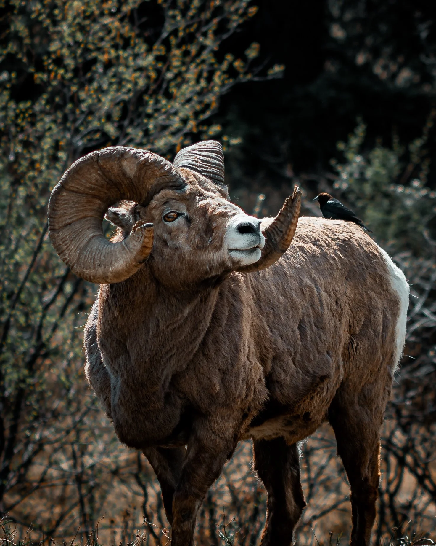 A bighorn sheep with large curved horns standing in a natural setting, with a bird perched on its back.