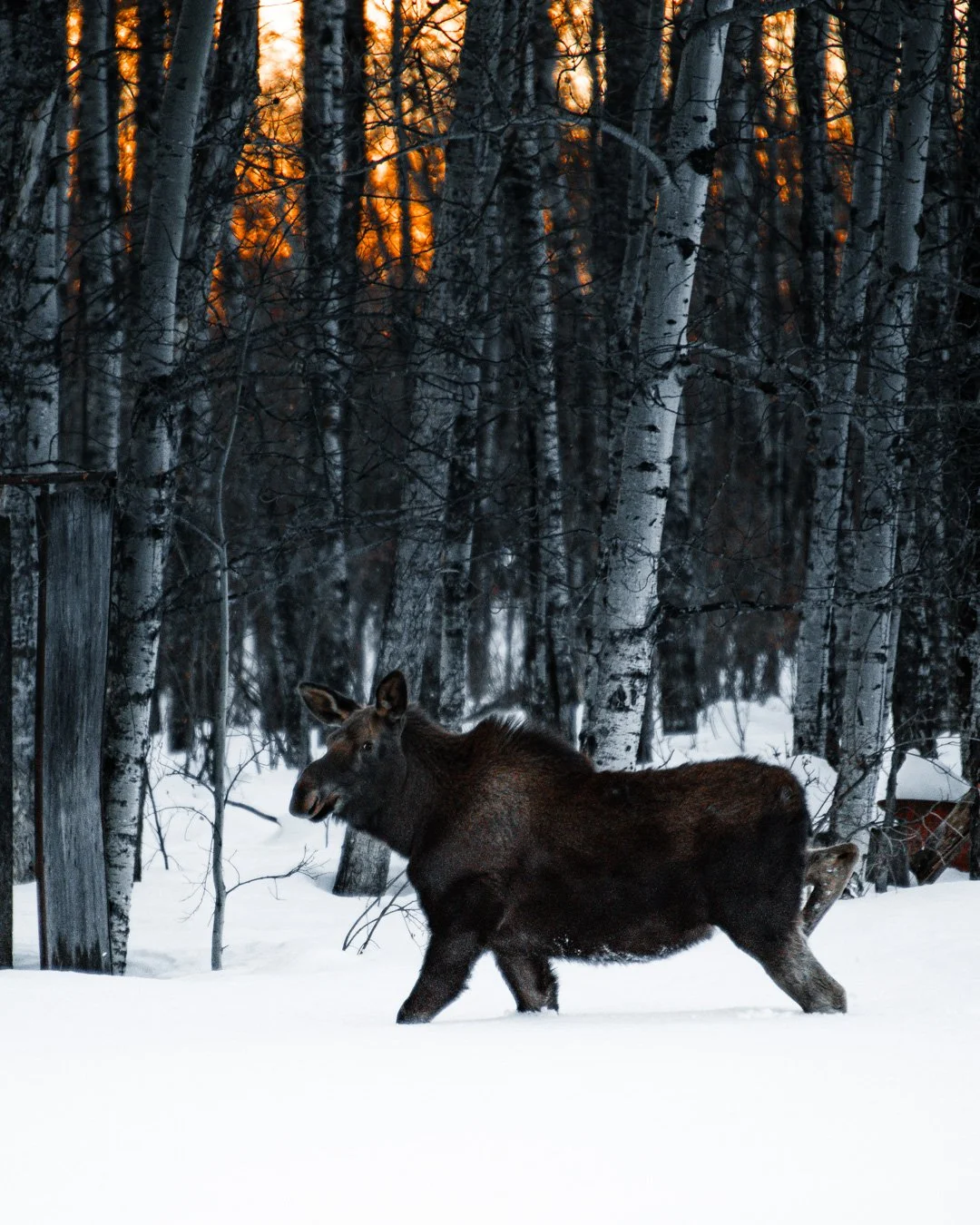 Some moose... meese.... mice? Took an early morning stroll through the yard.