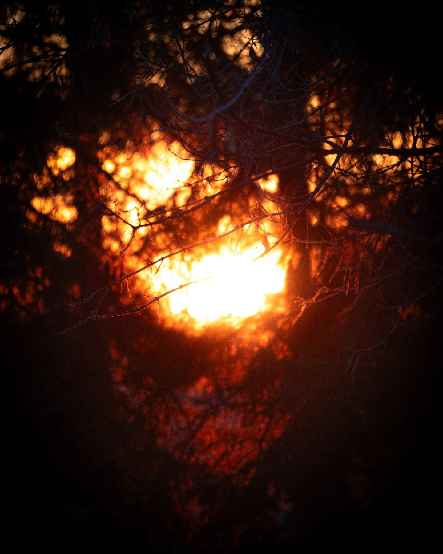 Sunset through the trees.