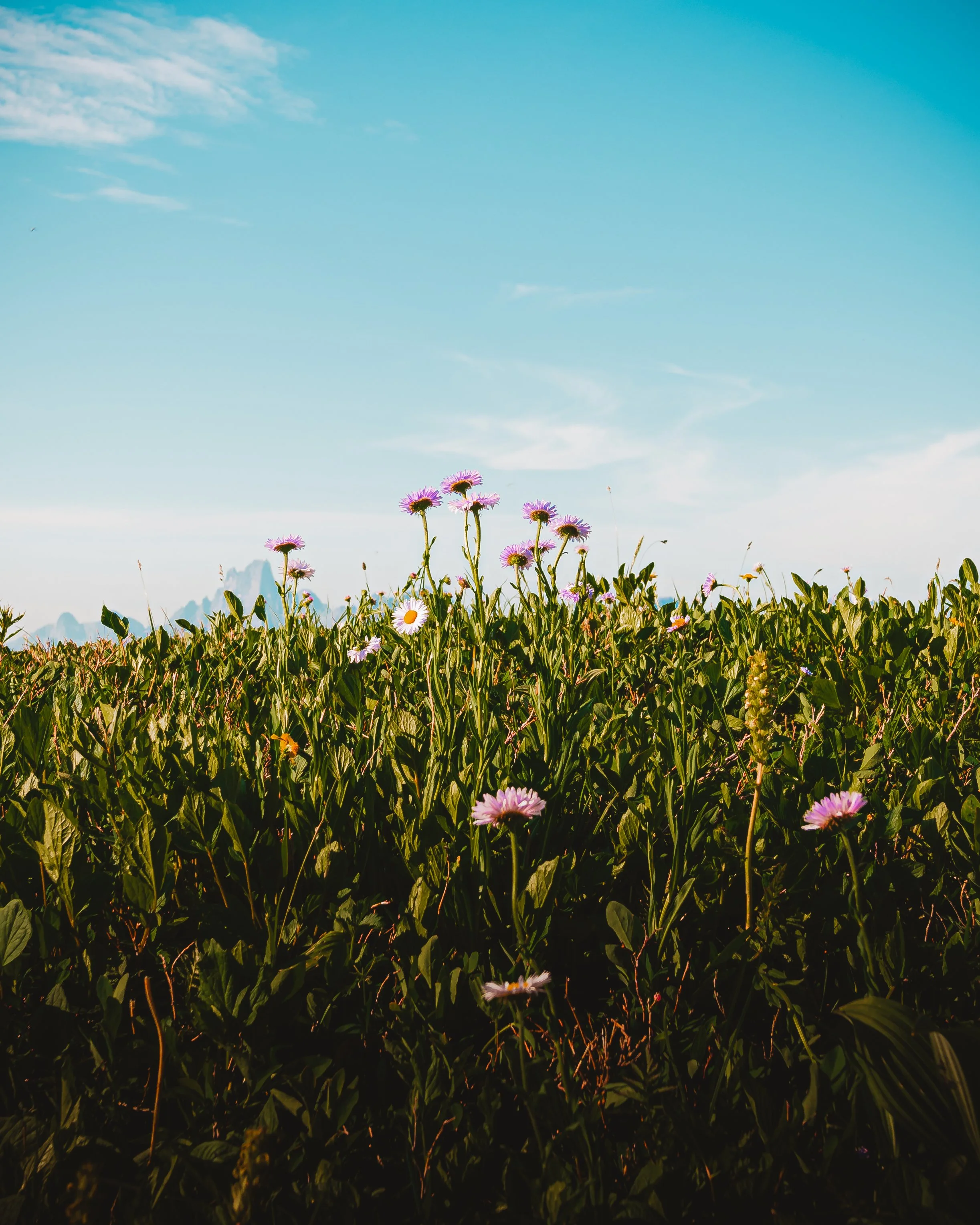 A field of green plants with purple and white wildflowers under a blue sky with some clouds.