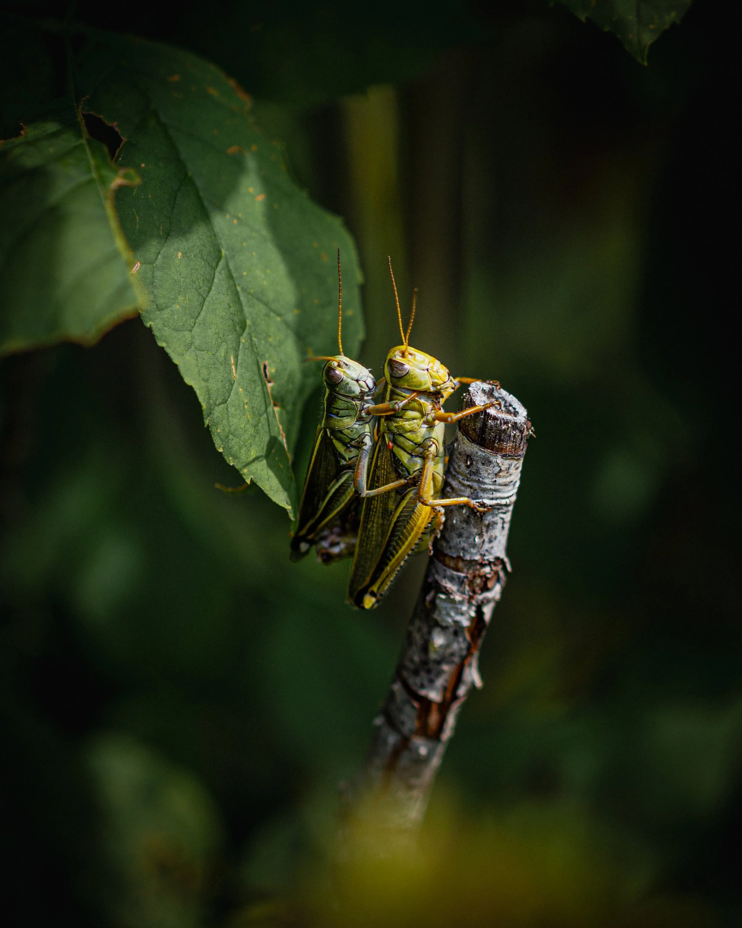 Two grasshoppers mating on a tree branch with green leaves in the background.