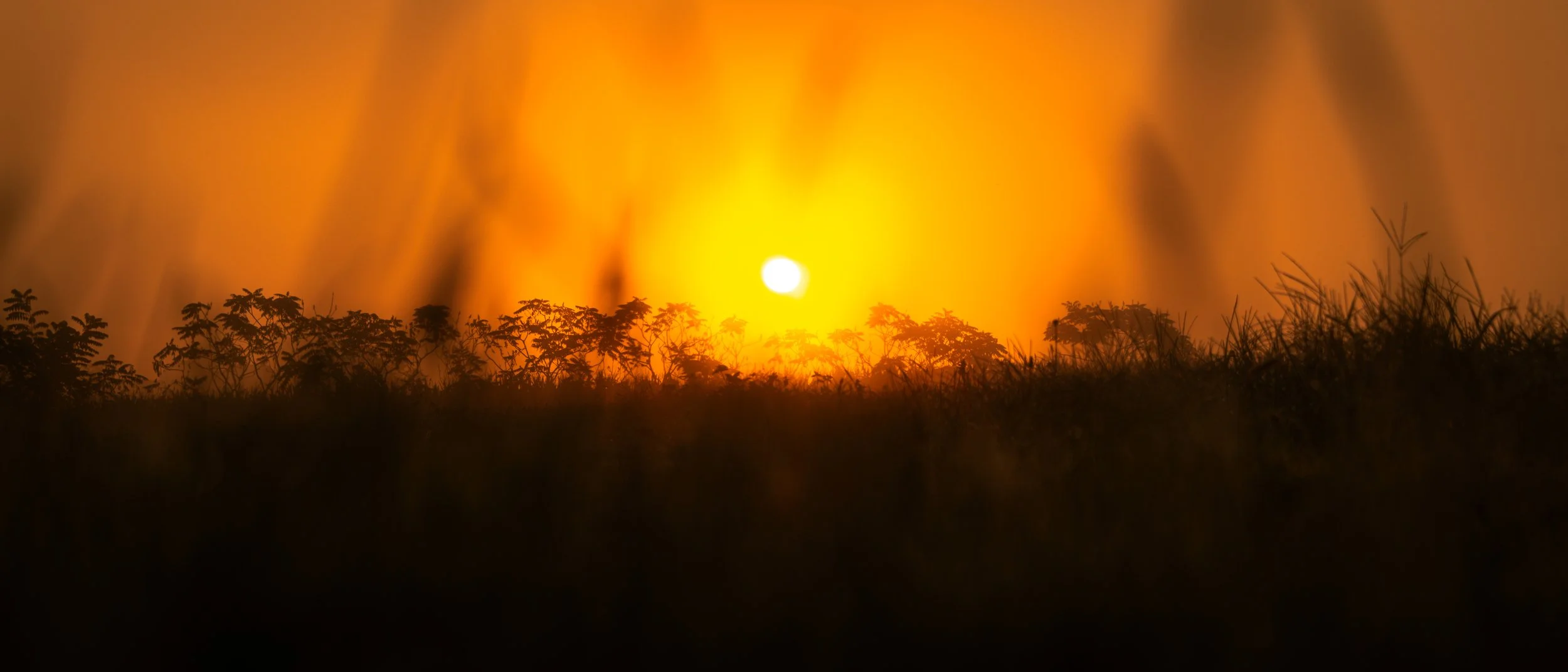 Sunset with the silhouette of grass and plants in the foreground, bright yellow and orange sky.