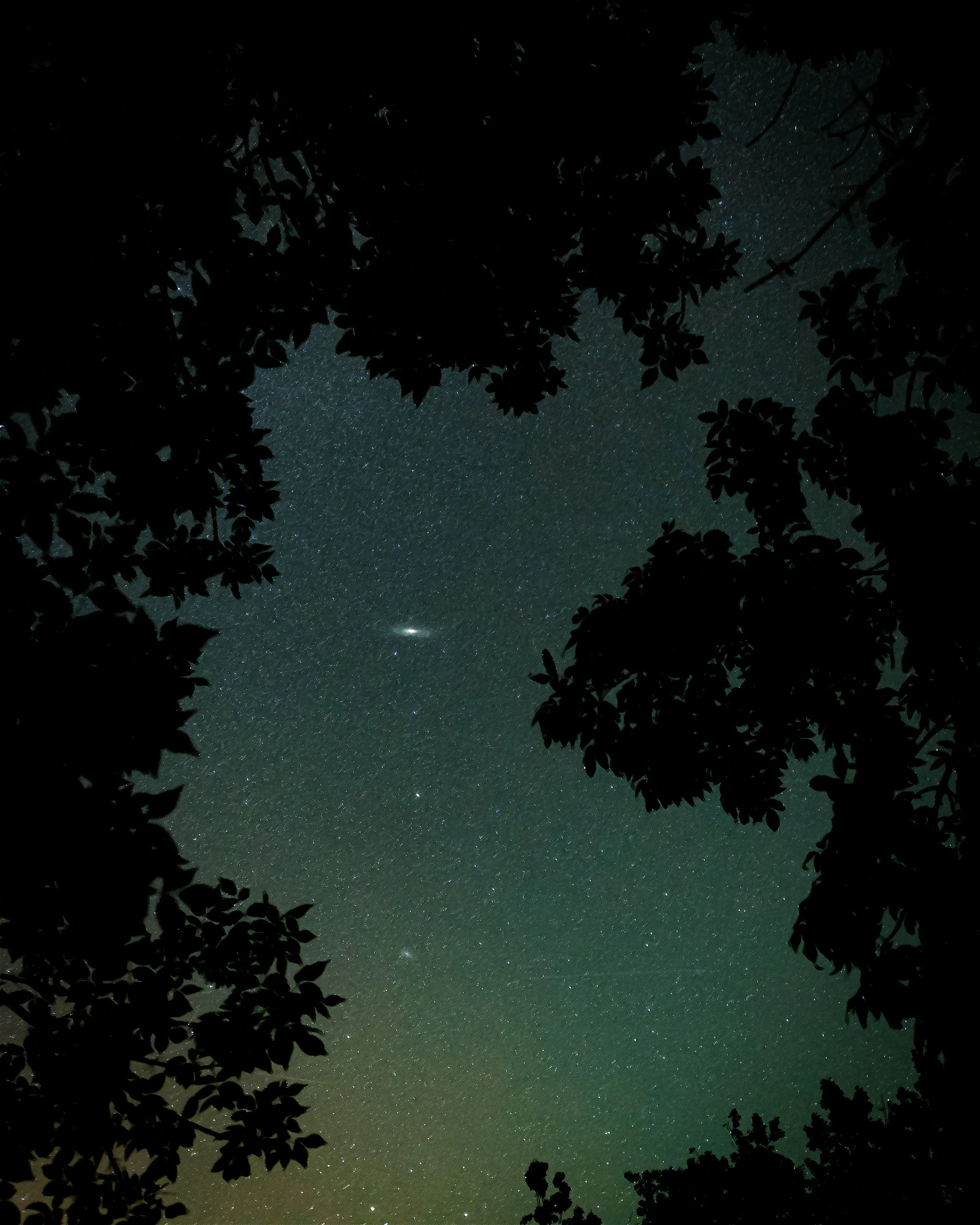 Night sky viewed through trees, showing stars and a bright celestial object.