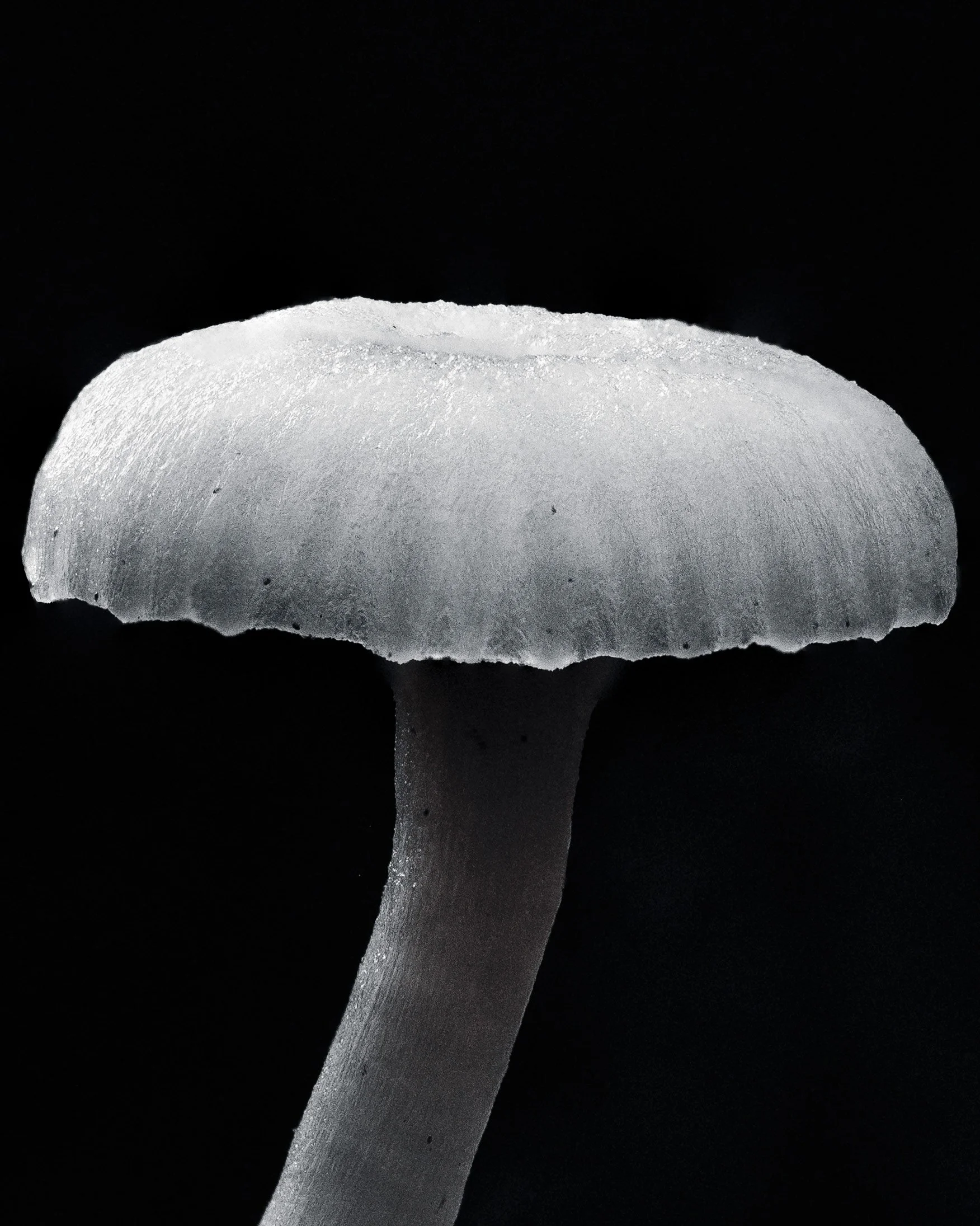 Close-up black and white photograph of a mushroom with a textured cap and a slender stem, set against a black background.