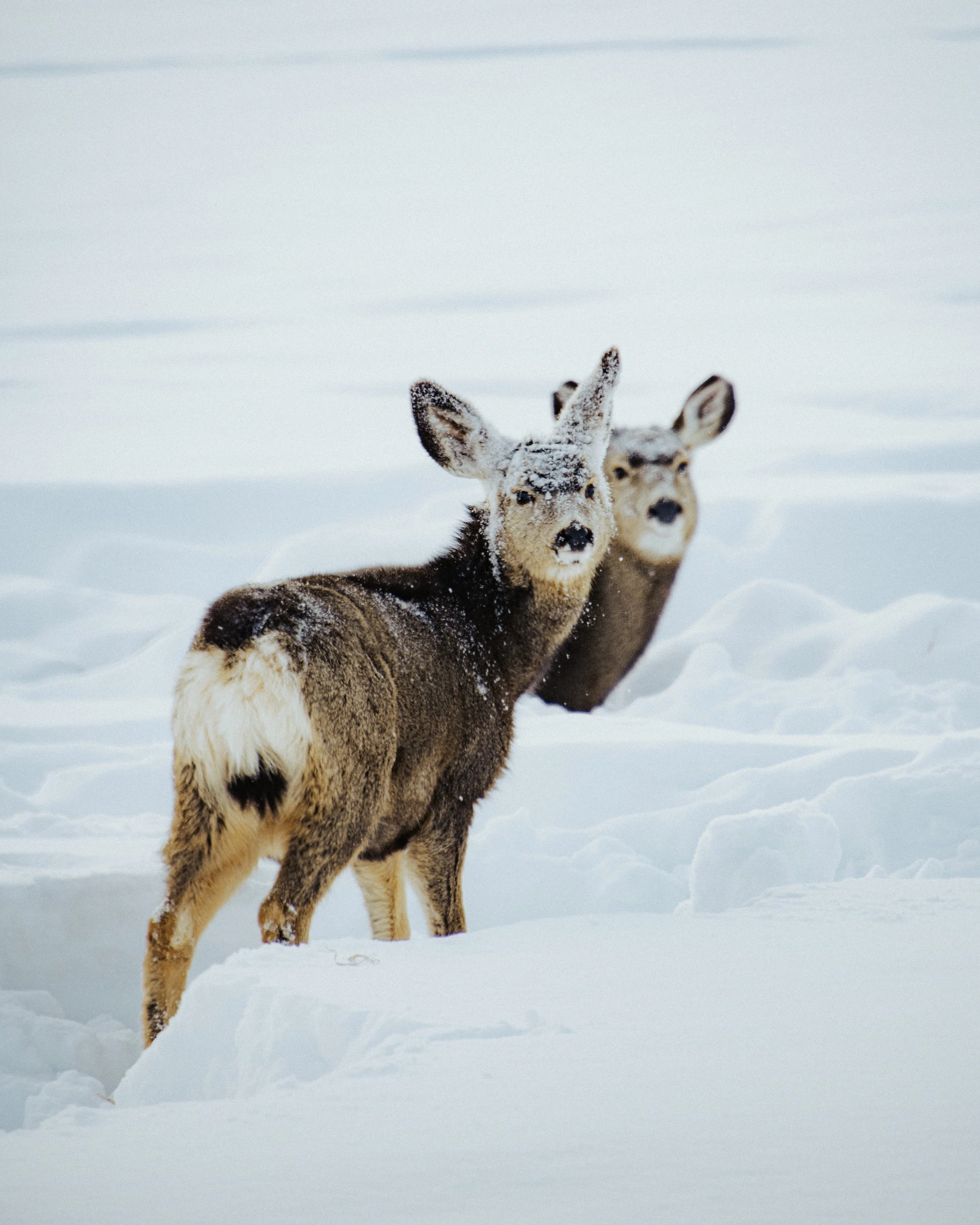 Two reindeer standing in snowy landscape, with snow on their faces, facing the camera.