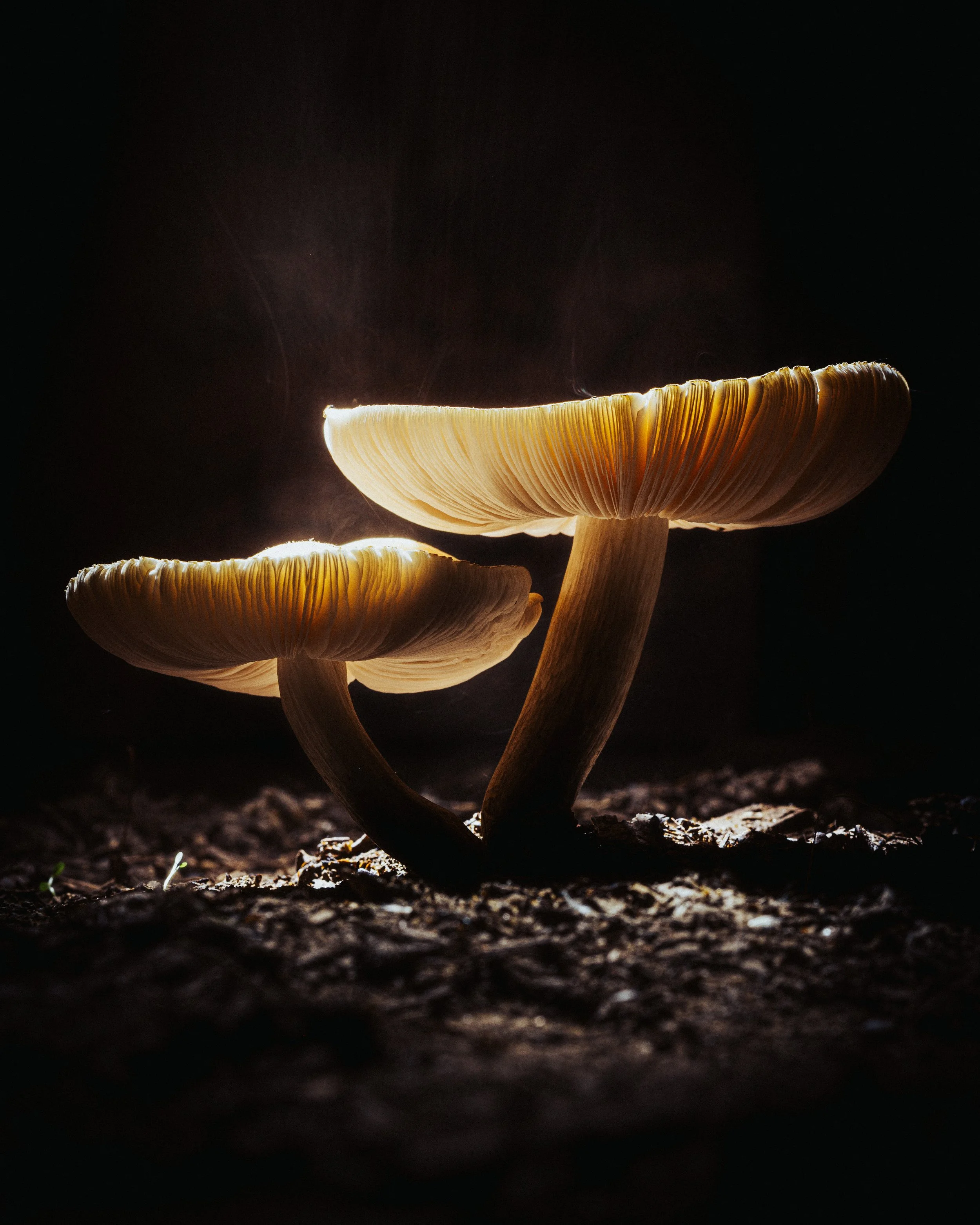 Two mushrooms growing in the dark with light illuminating their gills and caps from behind.