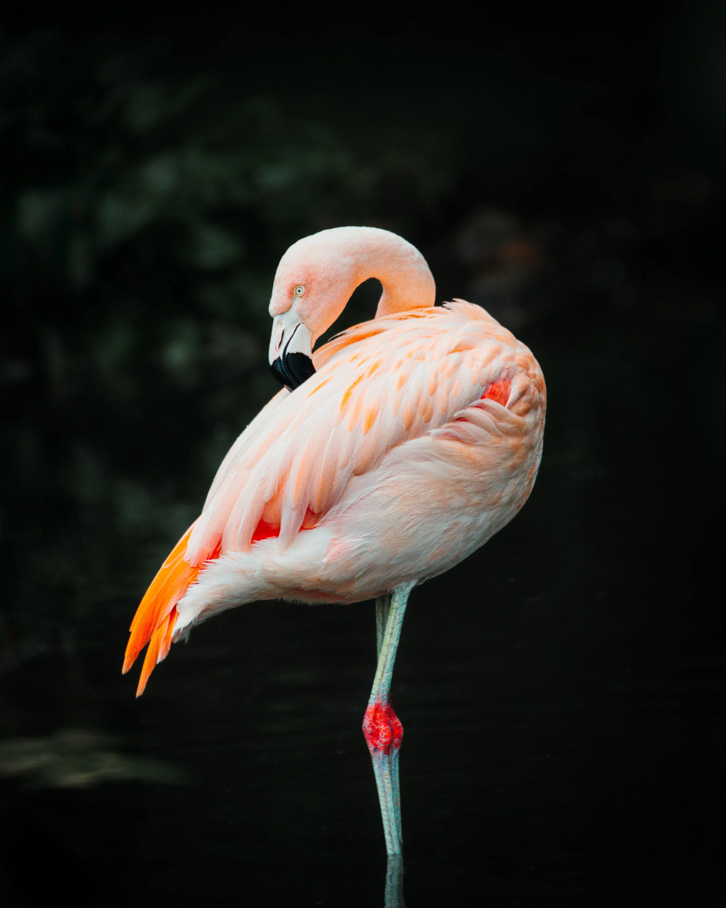 A pink flamingo standing on one leg in water with a dark background.